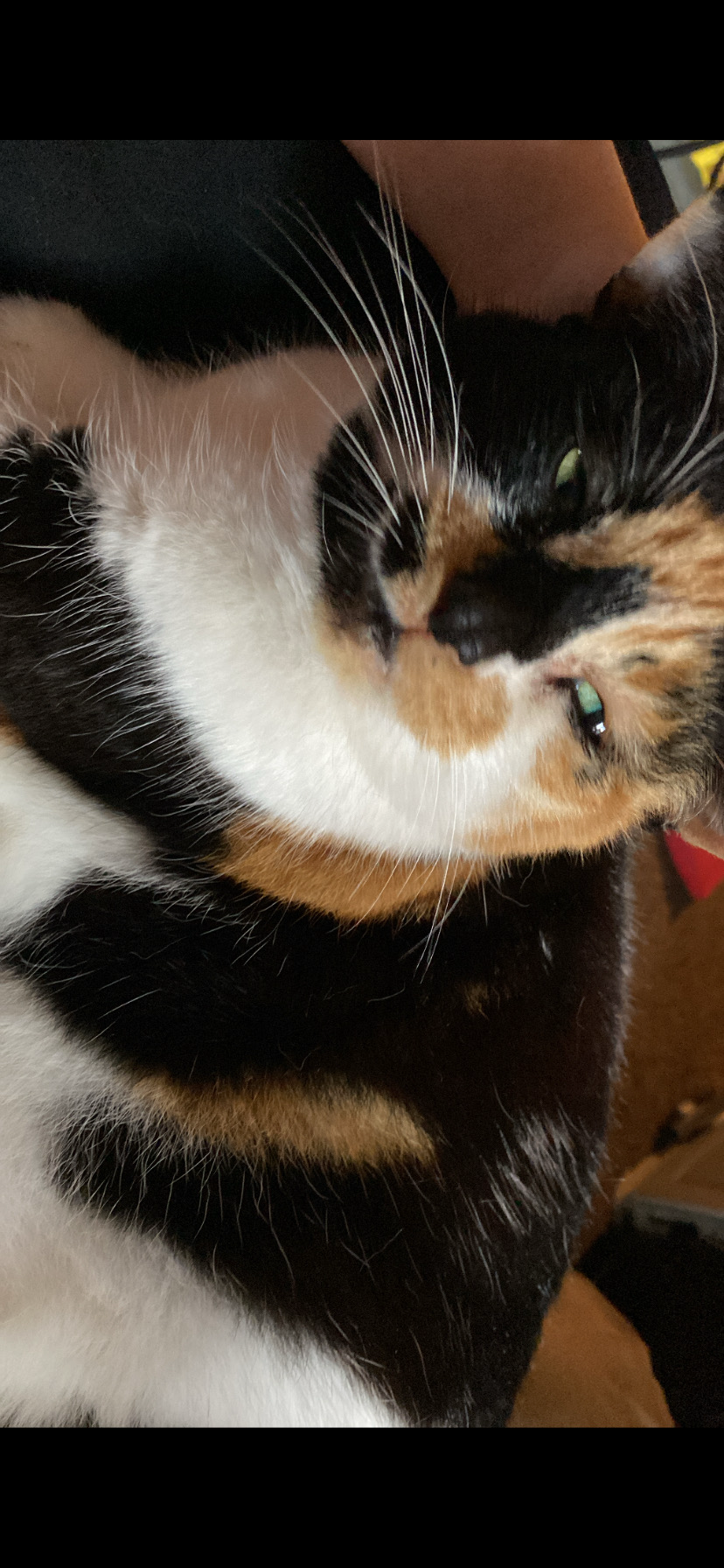 Donate to pay for my cat's surgery campaign photo, 5 of 7