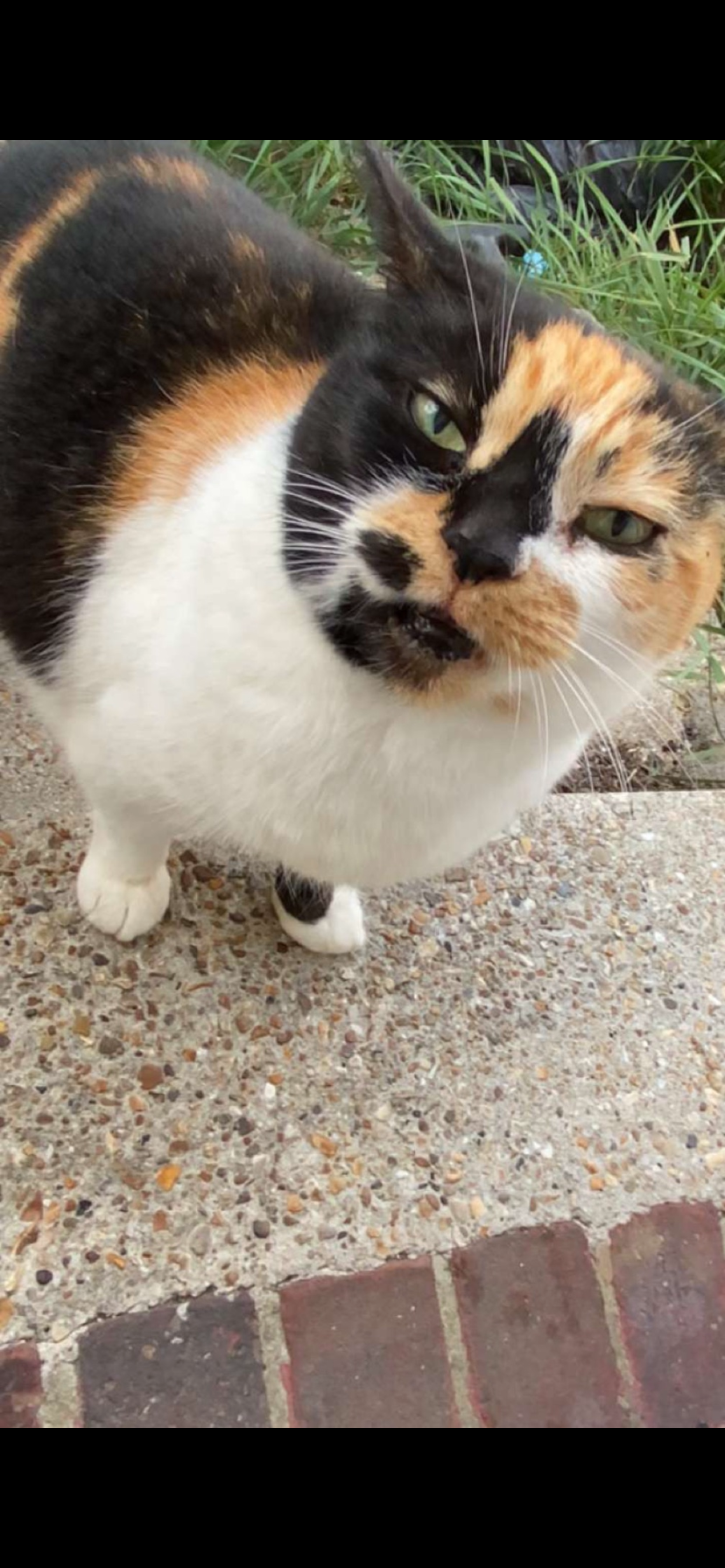 Donate to pay for my cat's surgery campaign photo, 6 of 7