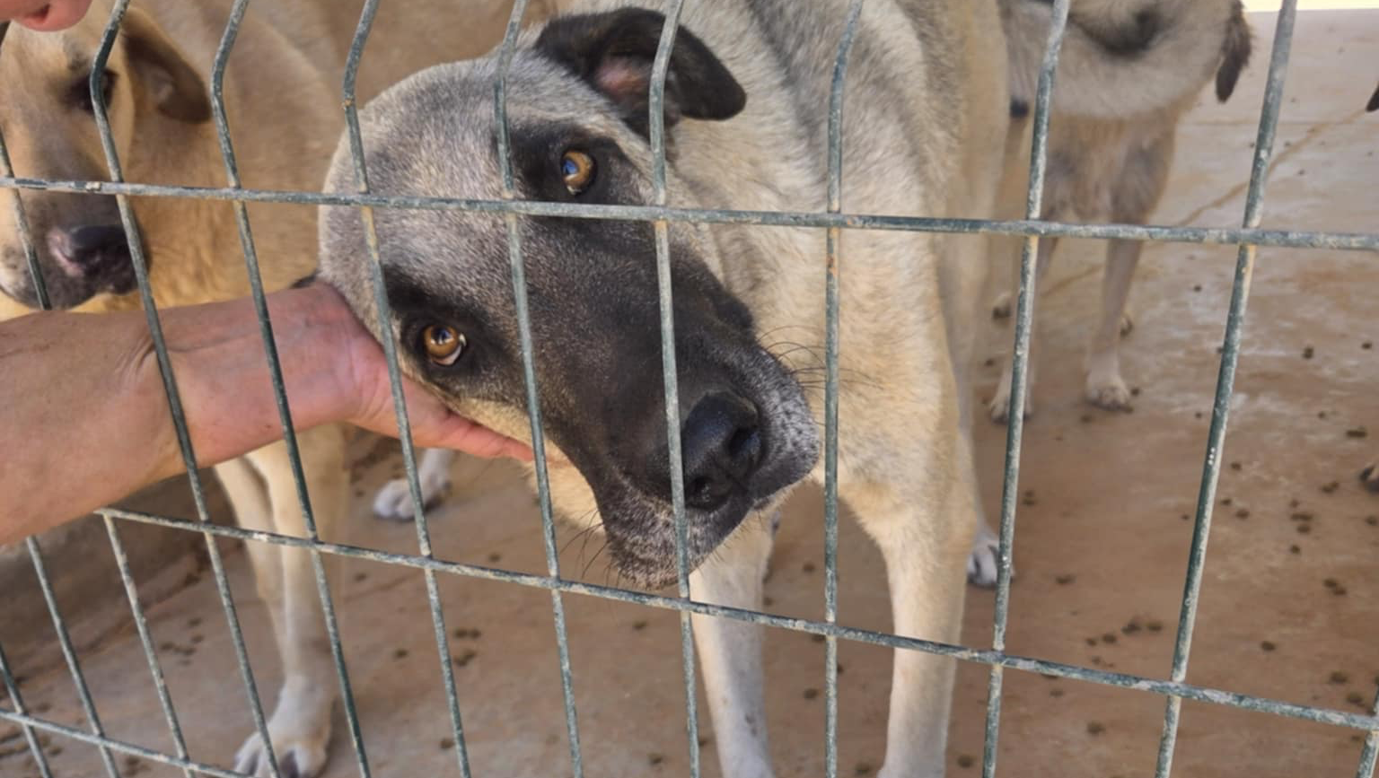 Helping Katie, a beloved community street dog, get to UK!