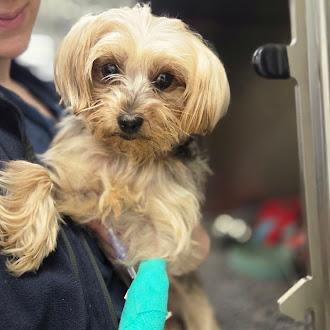 Charlotte Still Needs Your Help  Continues to Fight. campaign photo, 5 of 7