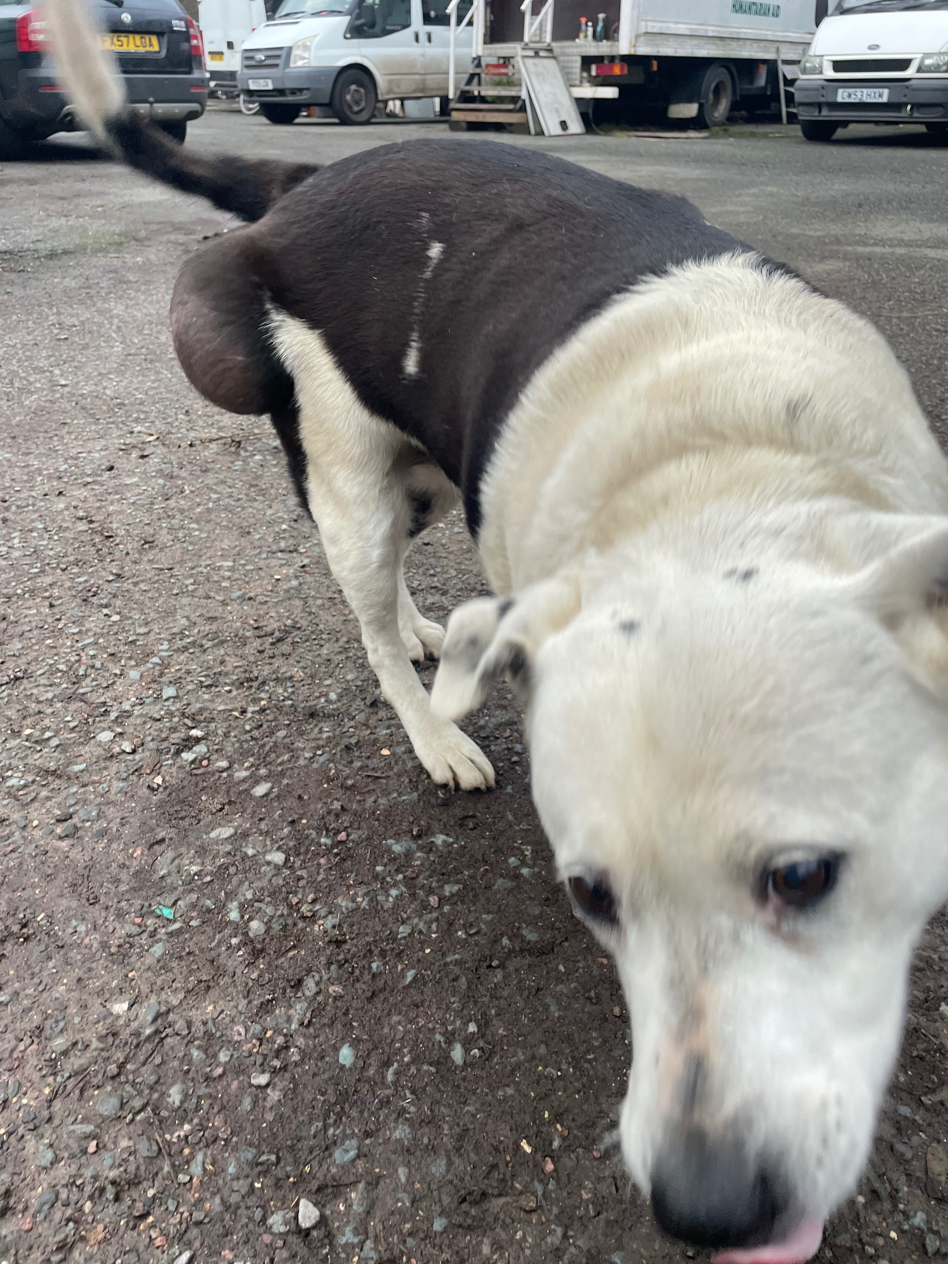 Help Mrs miggins operation, Tim o briens dog campaign photo, 4 of 5