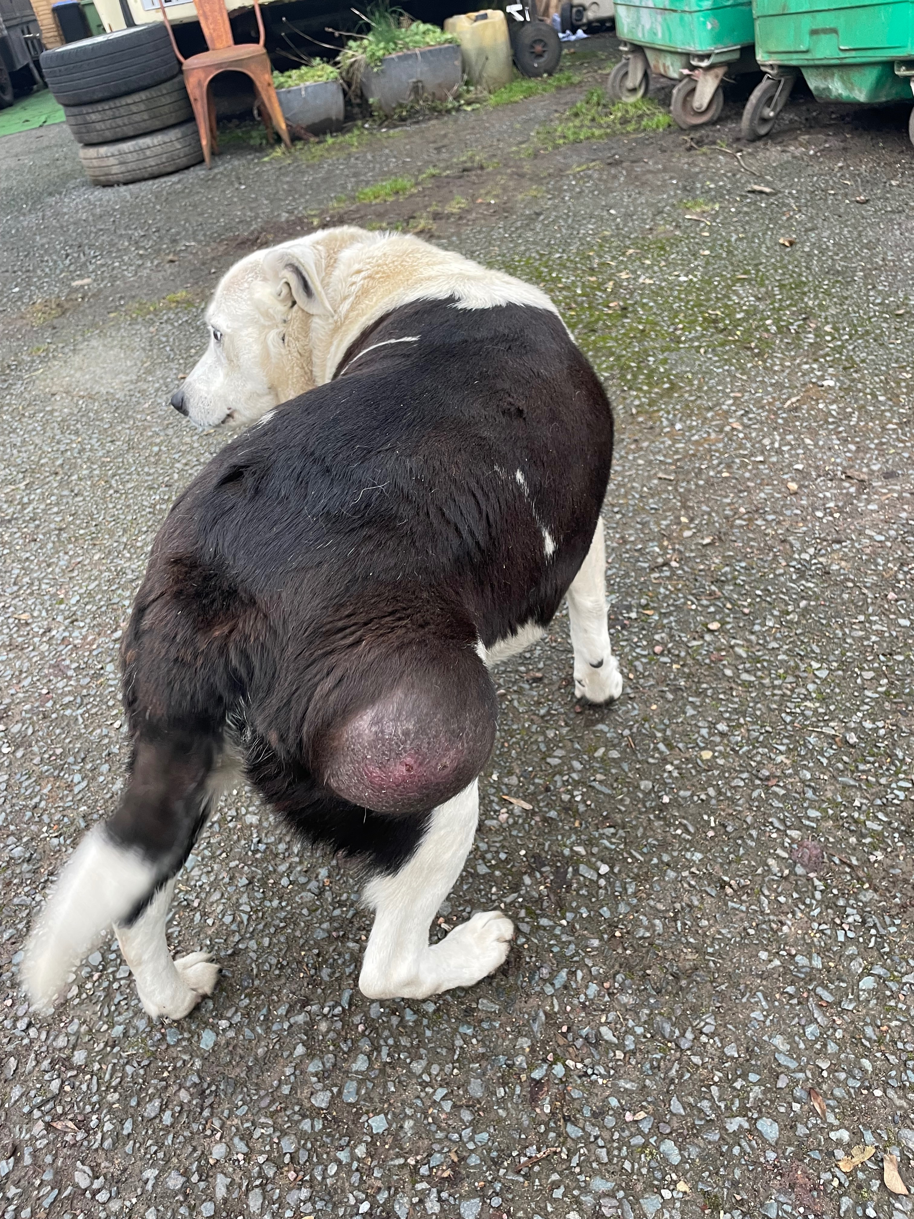 Help Mrs miggins operation, Tim o briens dog campaign photo, 2 of 5