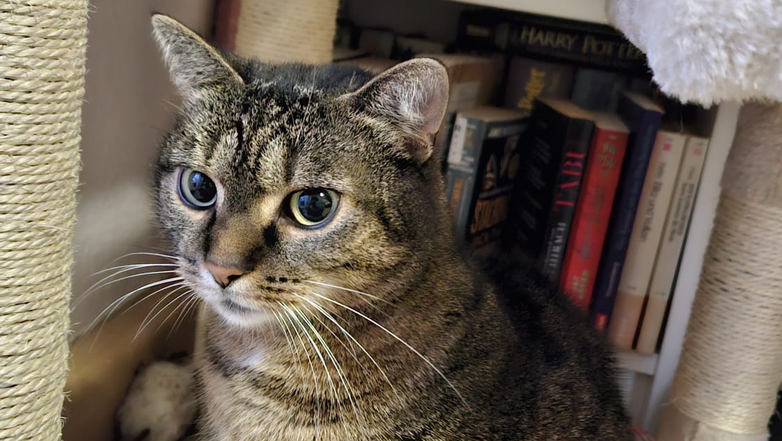 Phoebi hat ein Leben ohne Schmerzen verdient photo