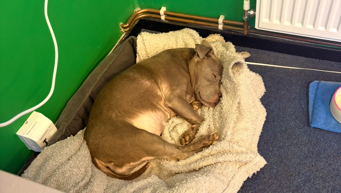 Supporting Blue’s Fight With Cushing’s Disease.