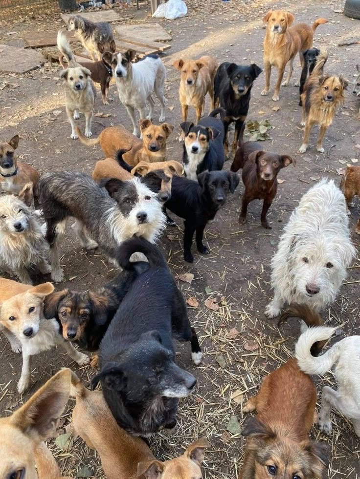 Ajuda aos cães campaign photo, 6 of 7