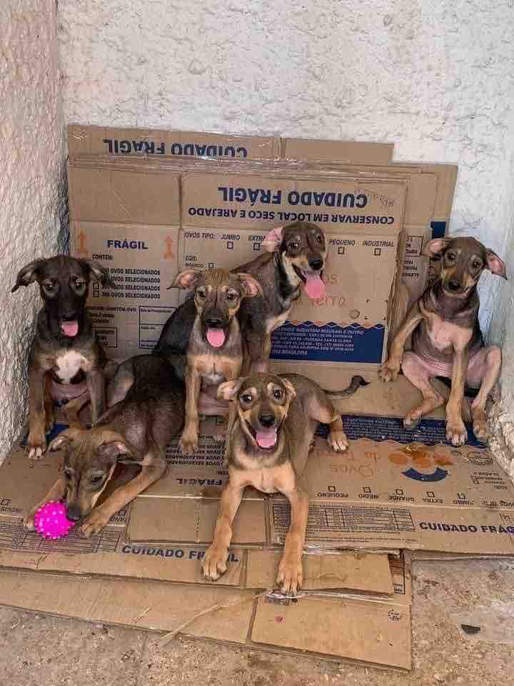Ajuda aos cães campaign photo, 4 of 7