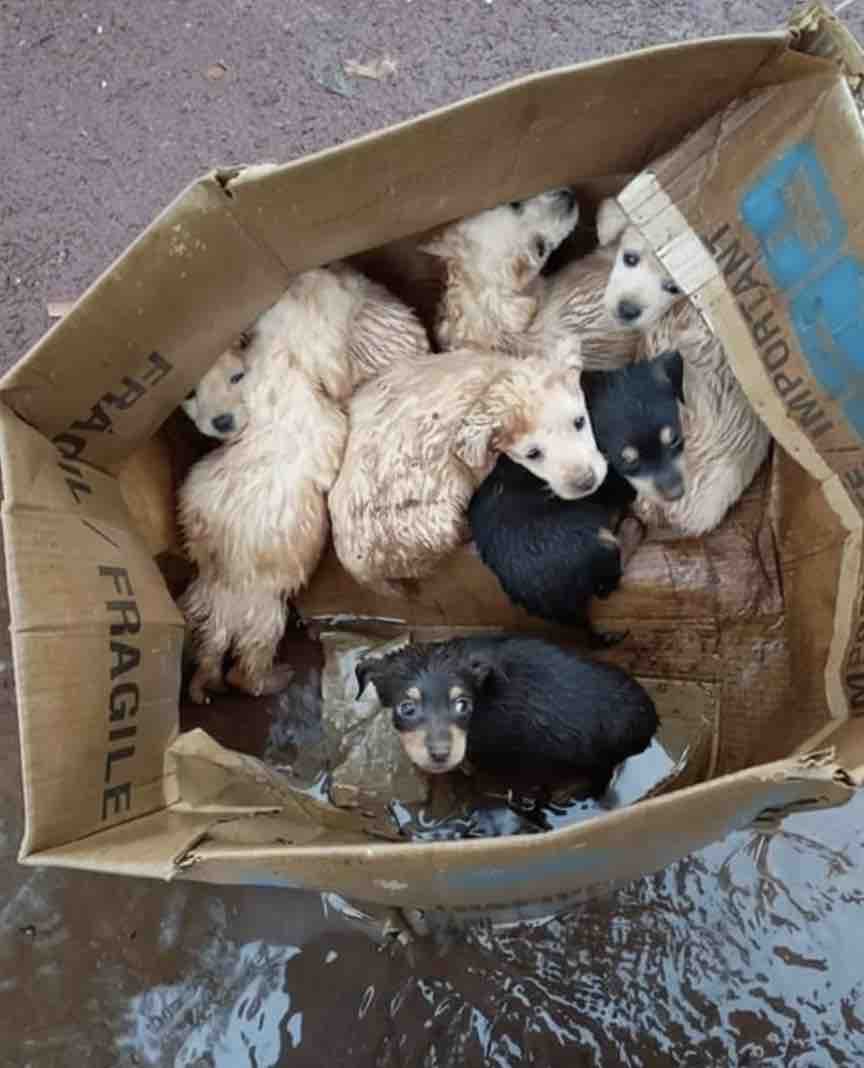 Ajuda aos cães campaign photo, 5 of 7
