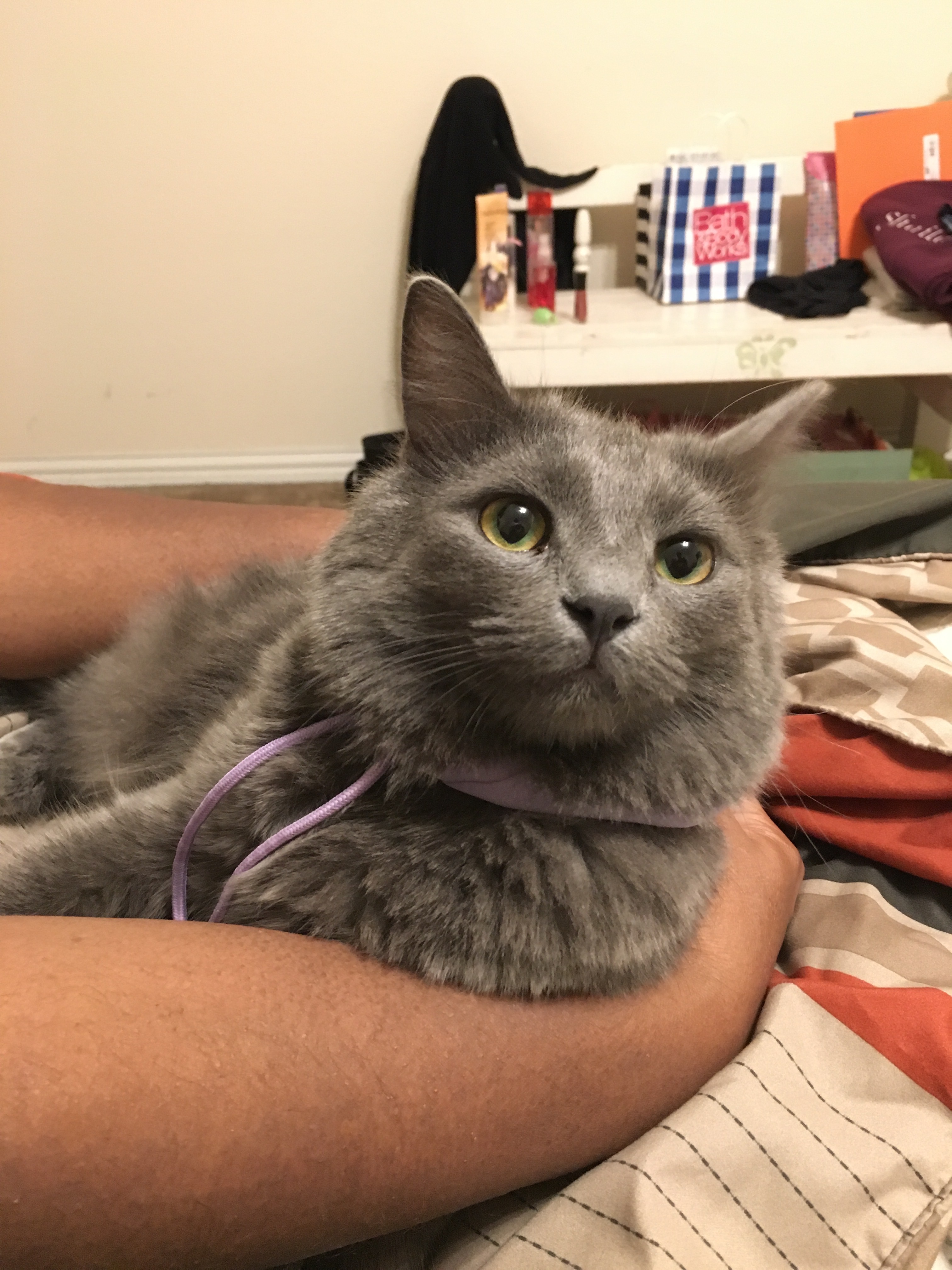 Help Hazel Recover from Congestive Heart Failure campaign photo, 2 of 8