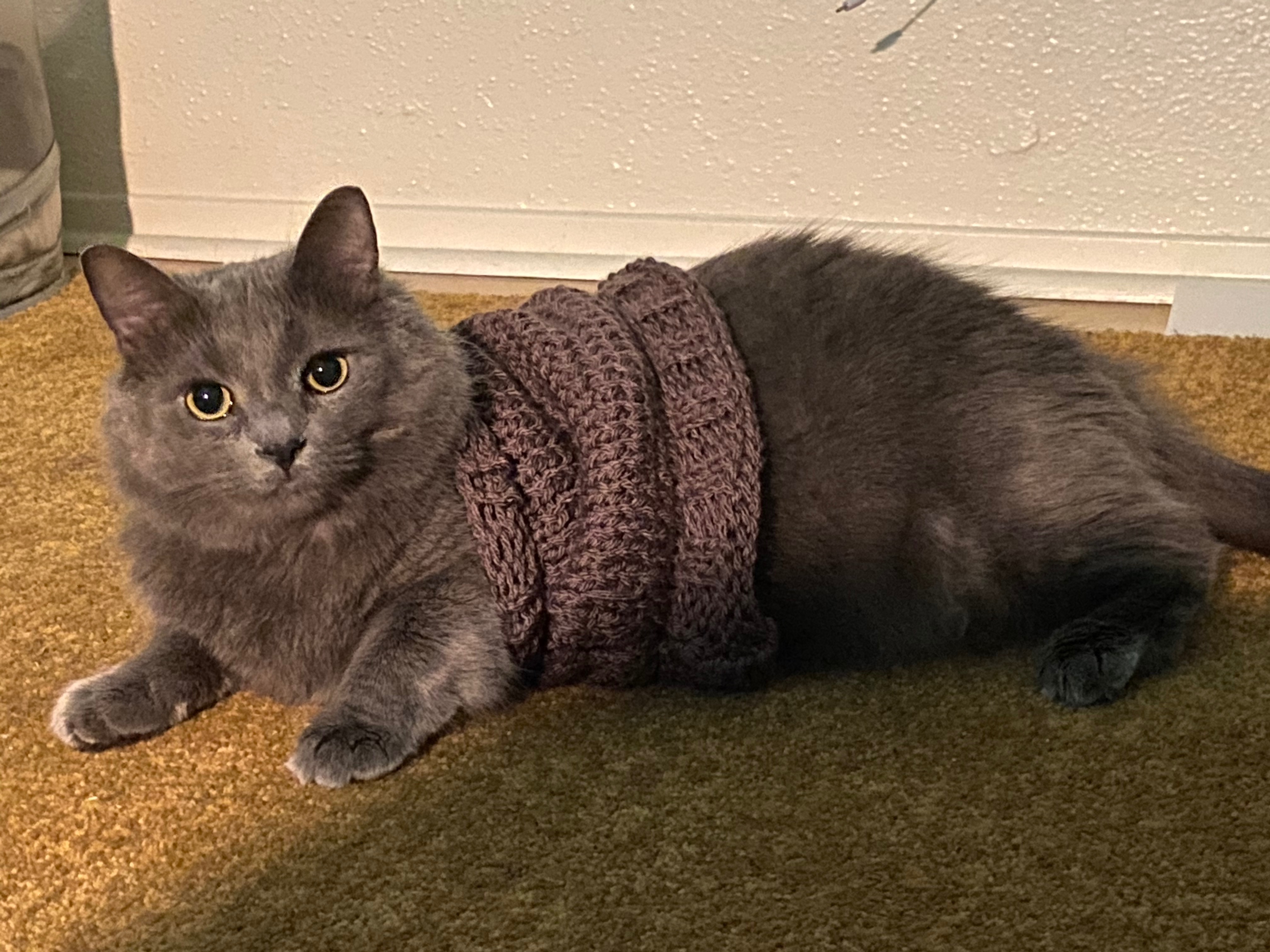 Help Hazel Recover from Congestive Heart Failure campaign photo, 4 of 8
