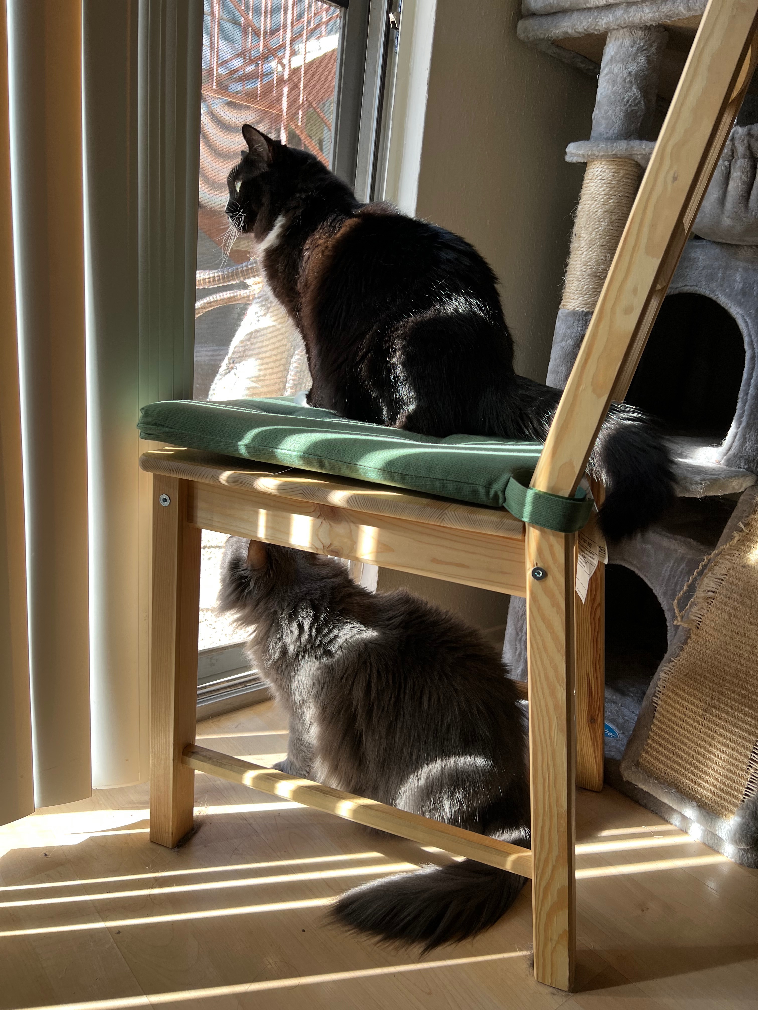 Help Hazel Recover from Congestive Heart Failure campaign photo, 5 of 8