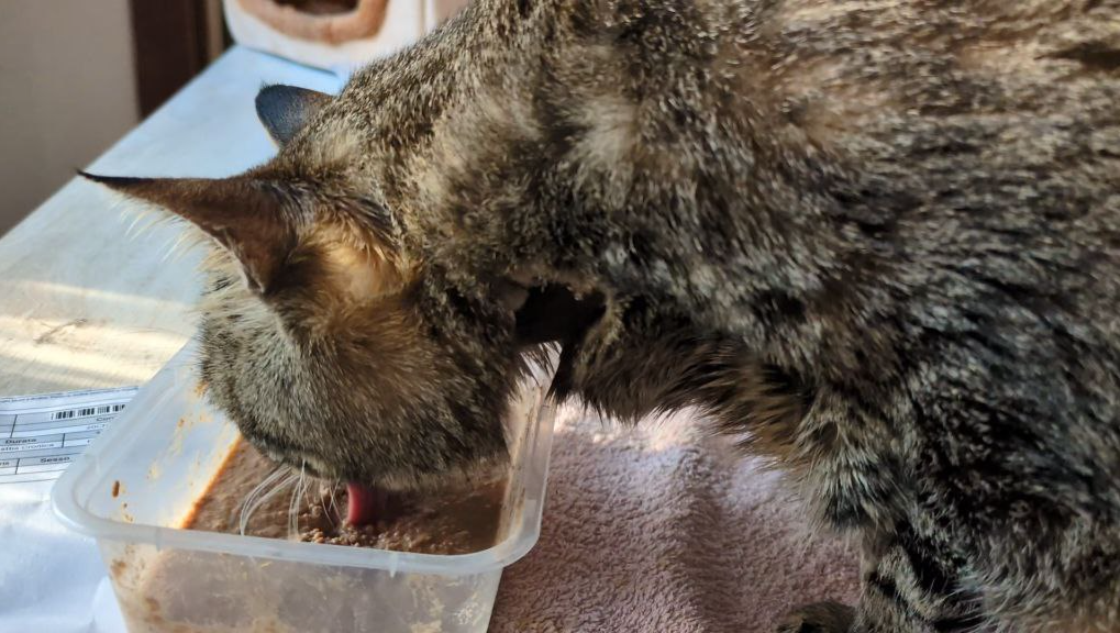 Dona per aiutarci a sostenere le cure mediche di Zelda photo