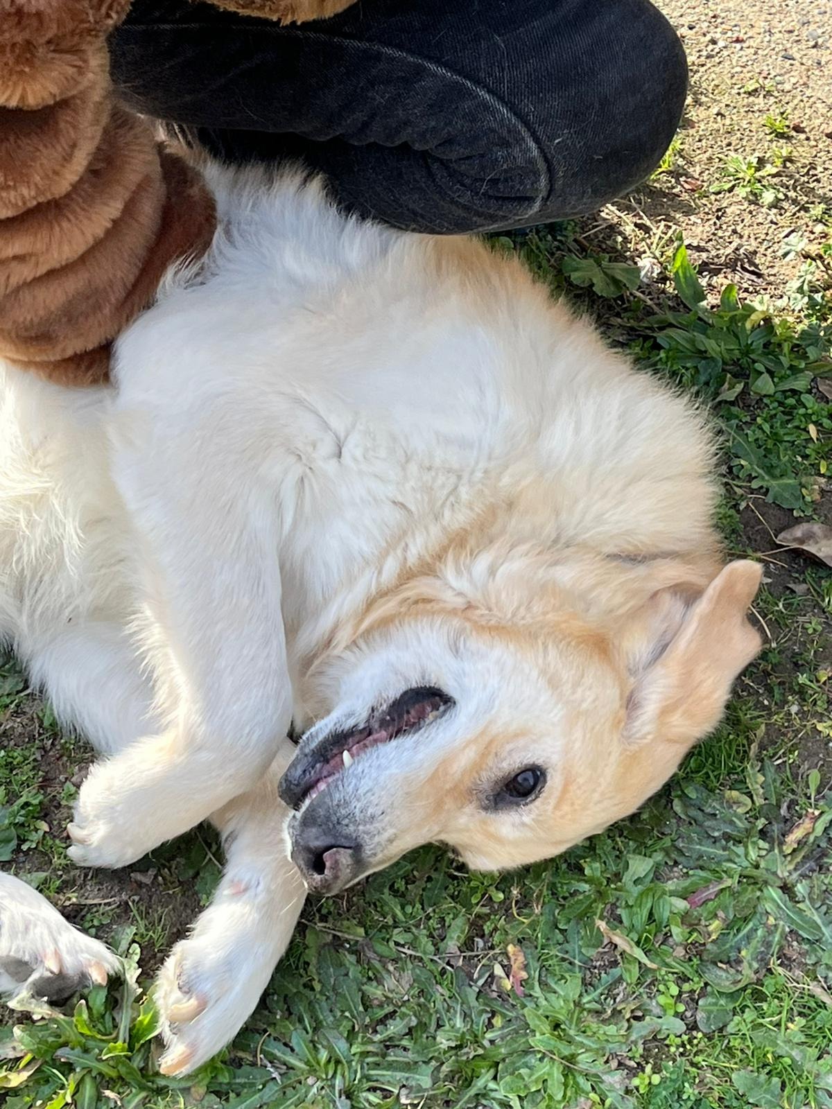 Help Nala, the cute dog campaign photo, 2 of 7