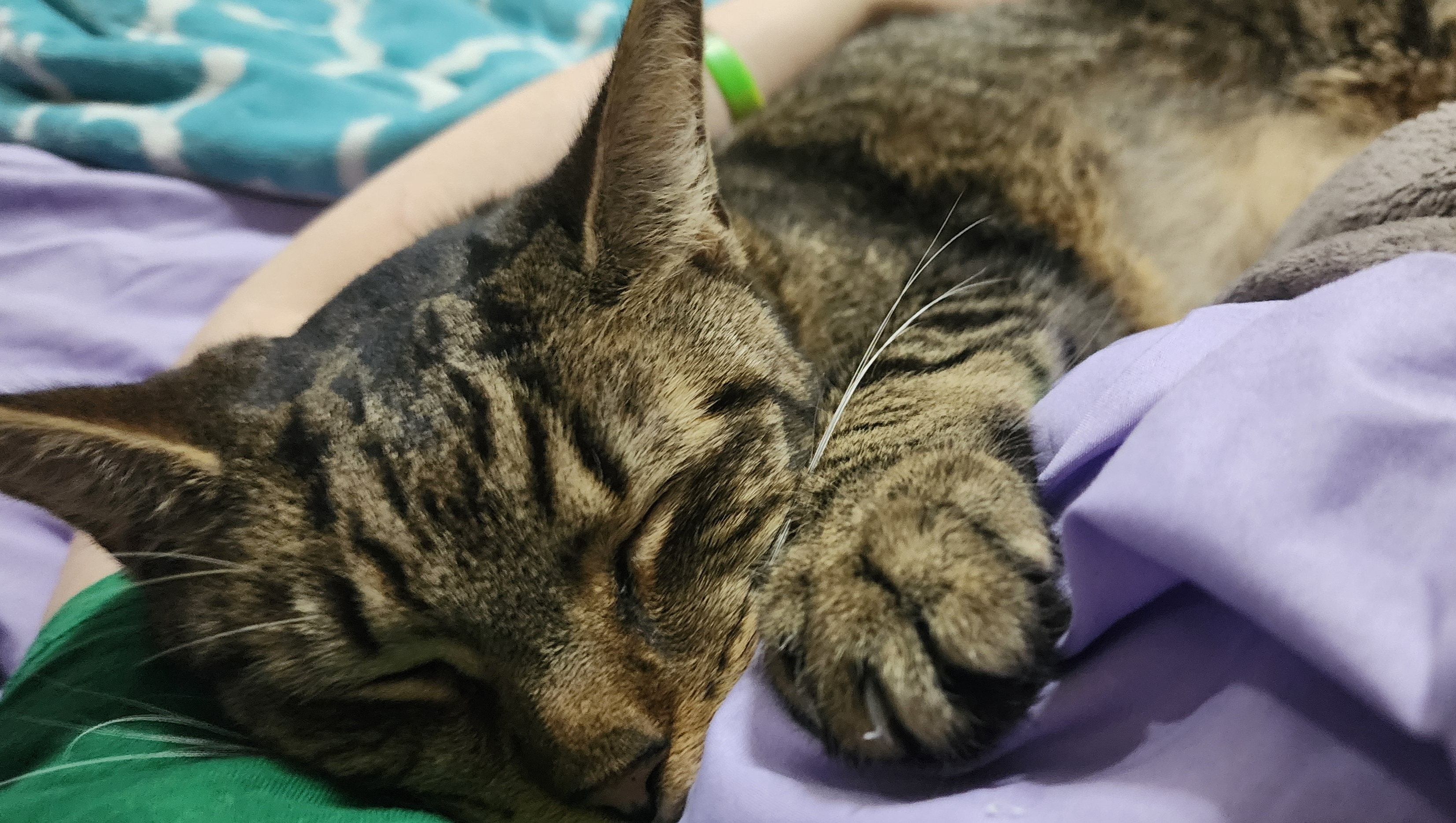 Help Cj with Future tests & life saving medication photo