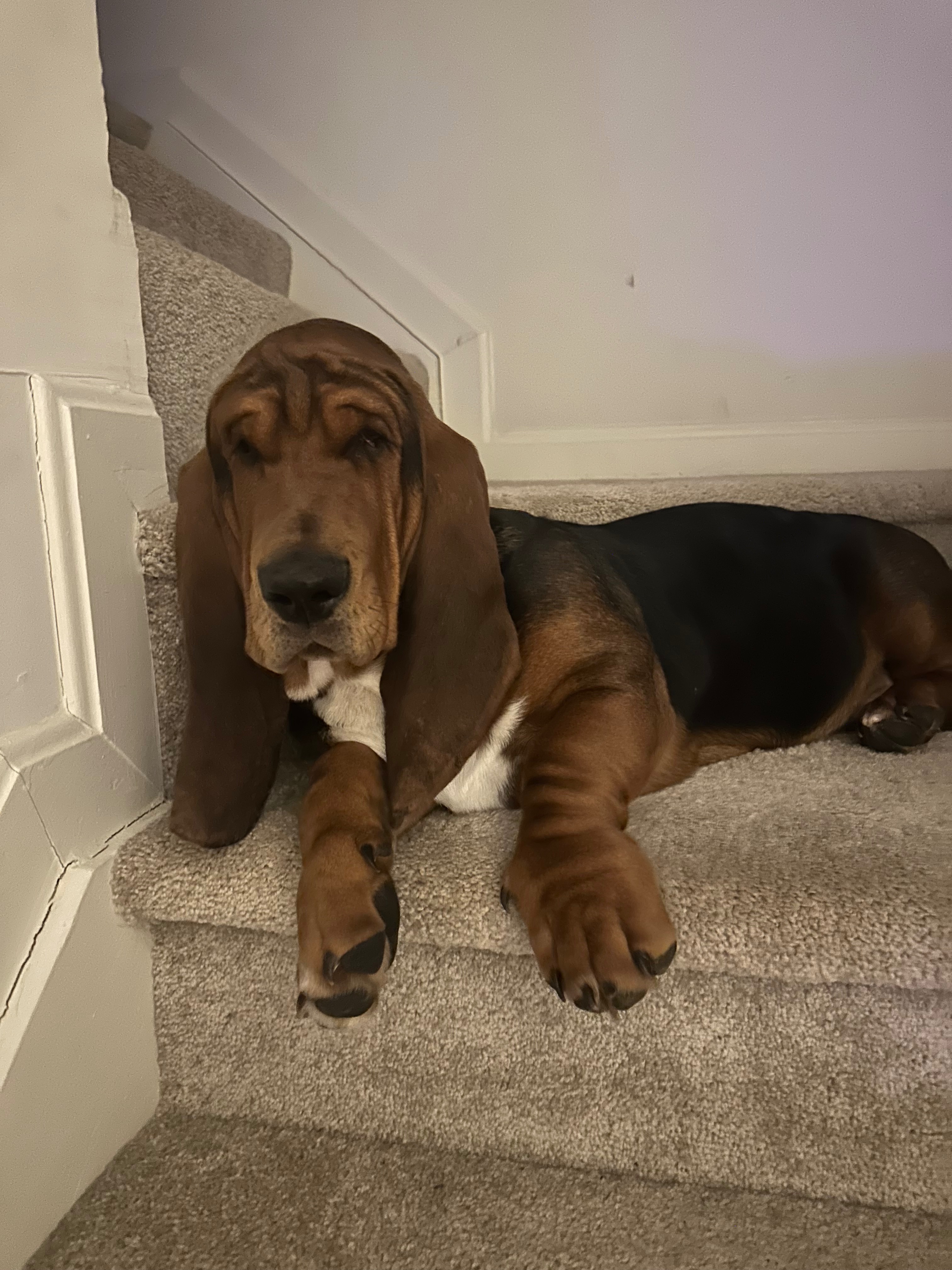 Get Leroy Back on His Paws After Surgery campaign photo, 7 of 8