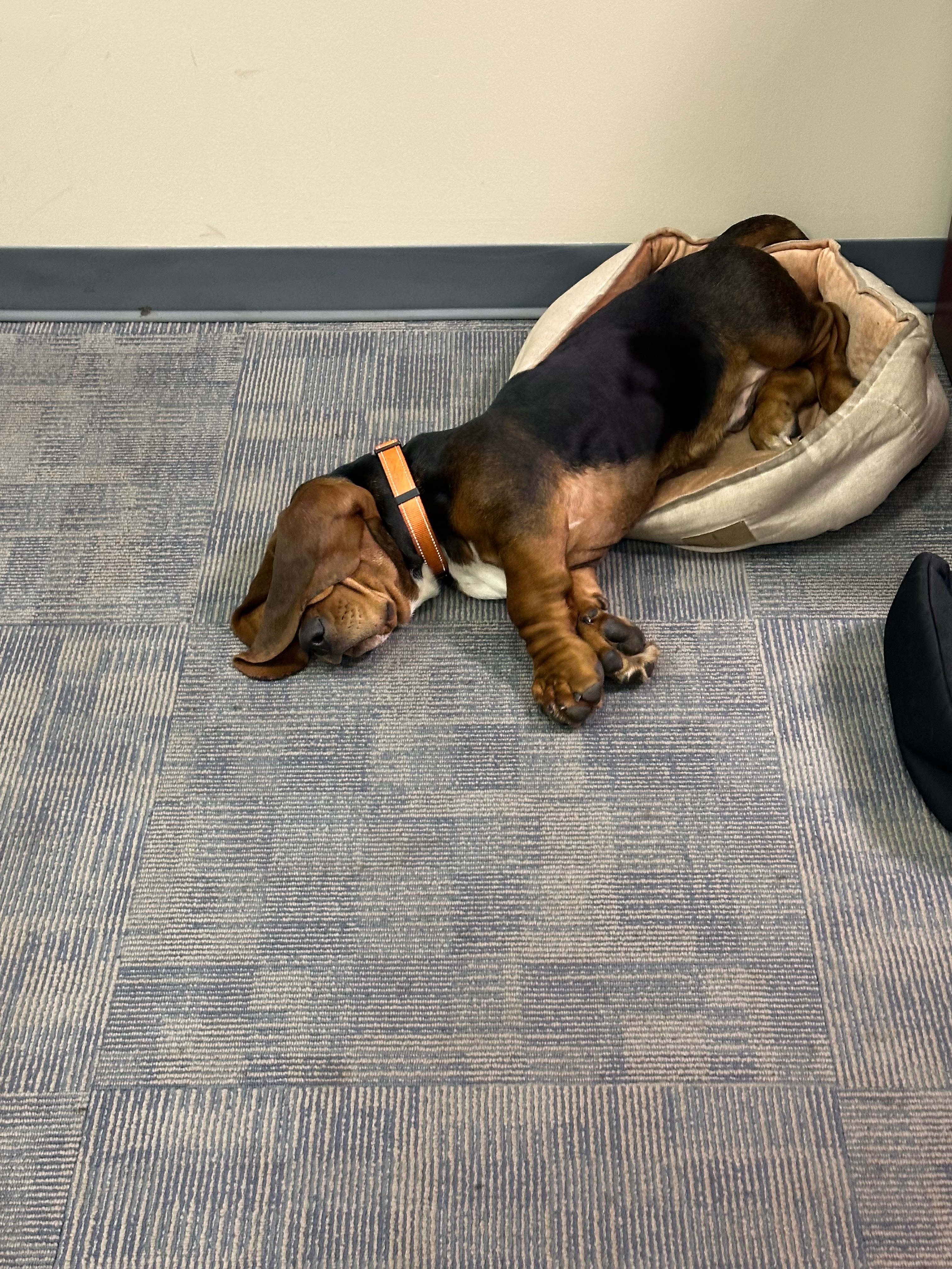 Get Leroy Back on His Paws After Surgery campaign photo, 2 of 8