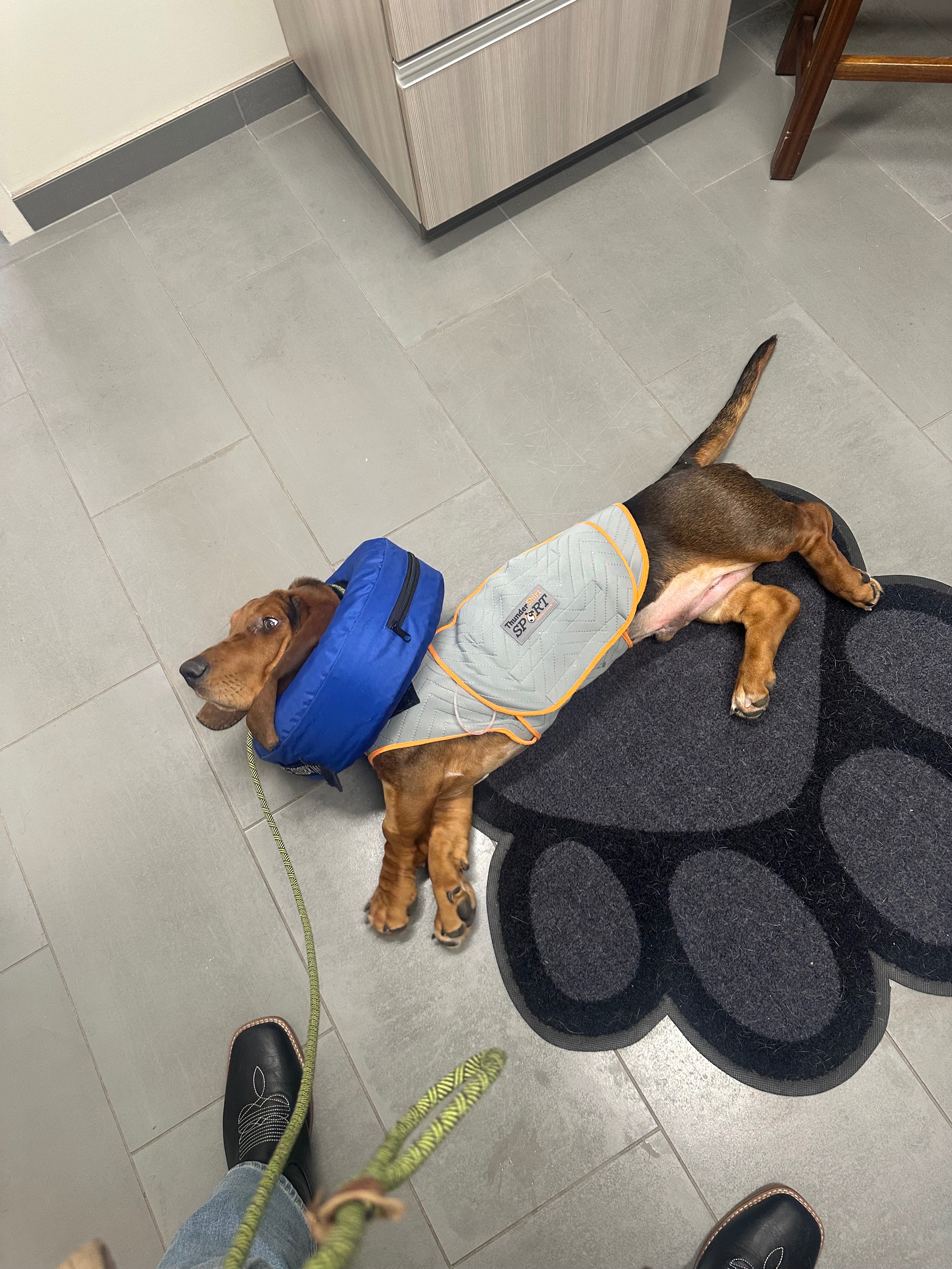 Get Leroy Back on His Paws After Surgery campaign photo, 4 of 8