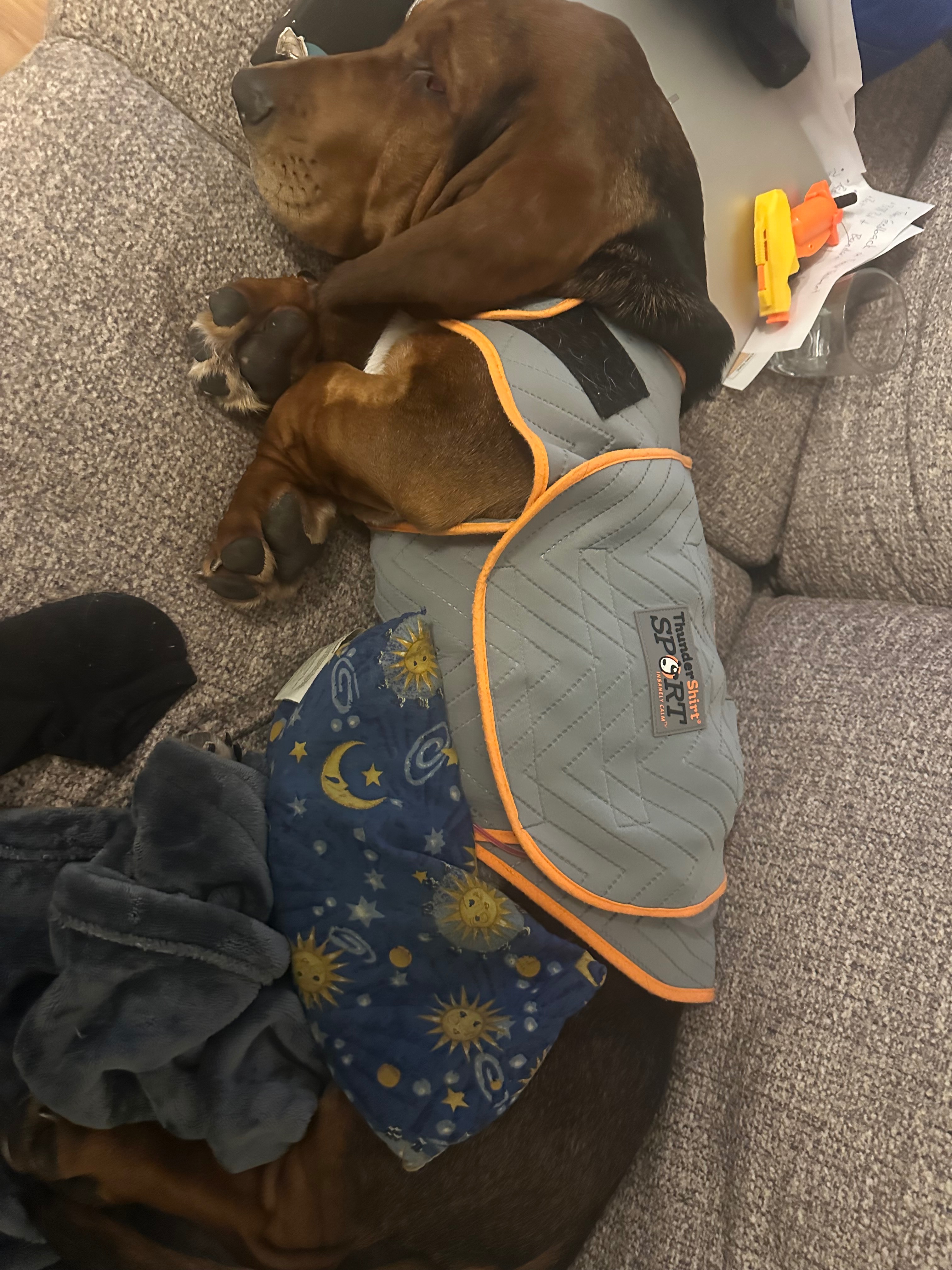 Get Leroy Back on His Paws After Surgery campaign photo, 5 of 8