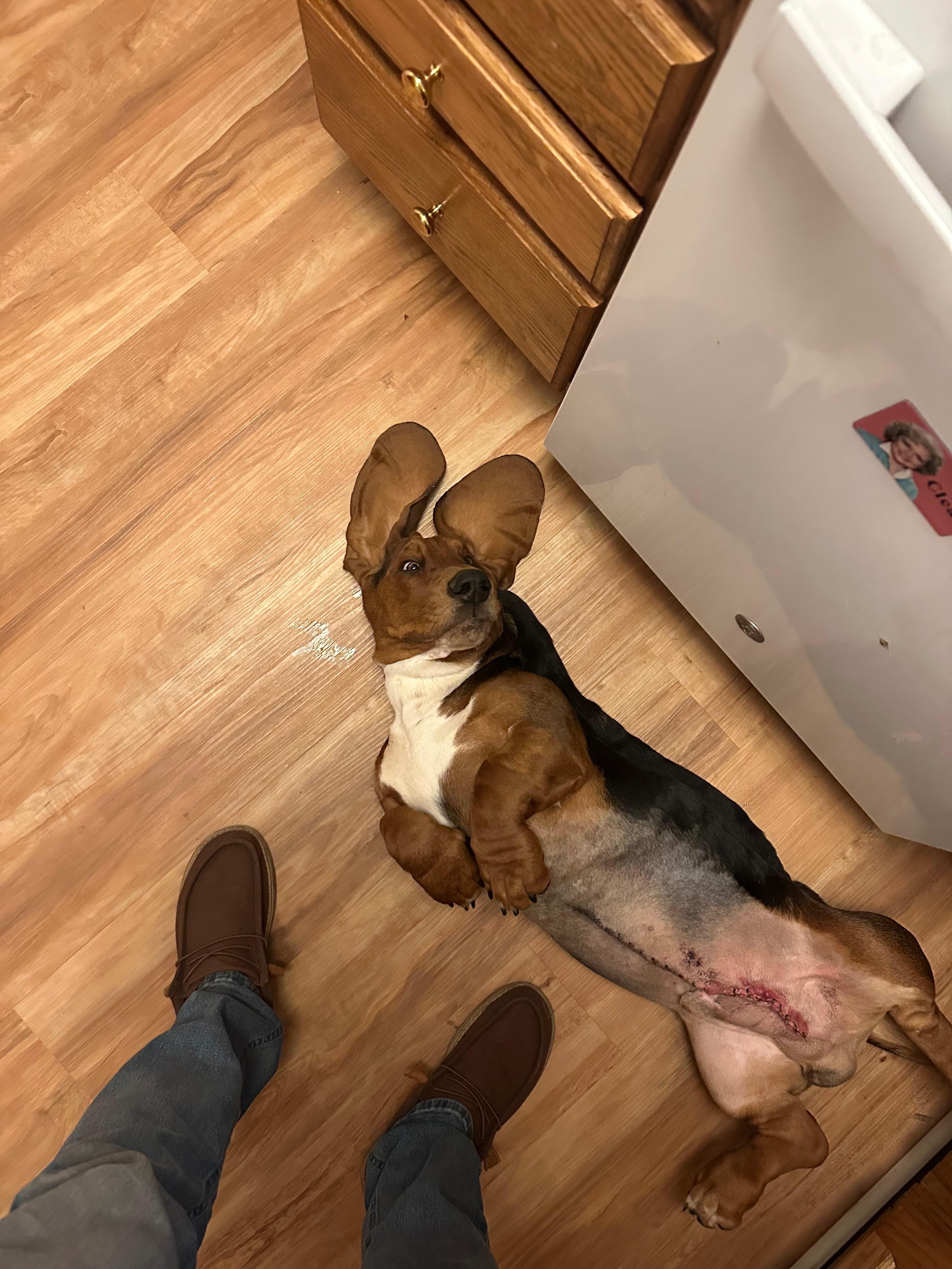 Get Leroy Back on His Paws After Surgery campaign photo, 6 of 8