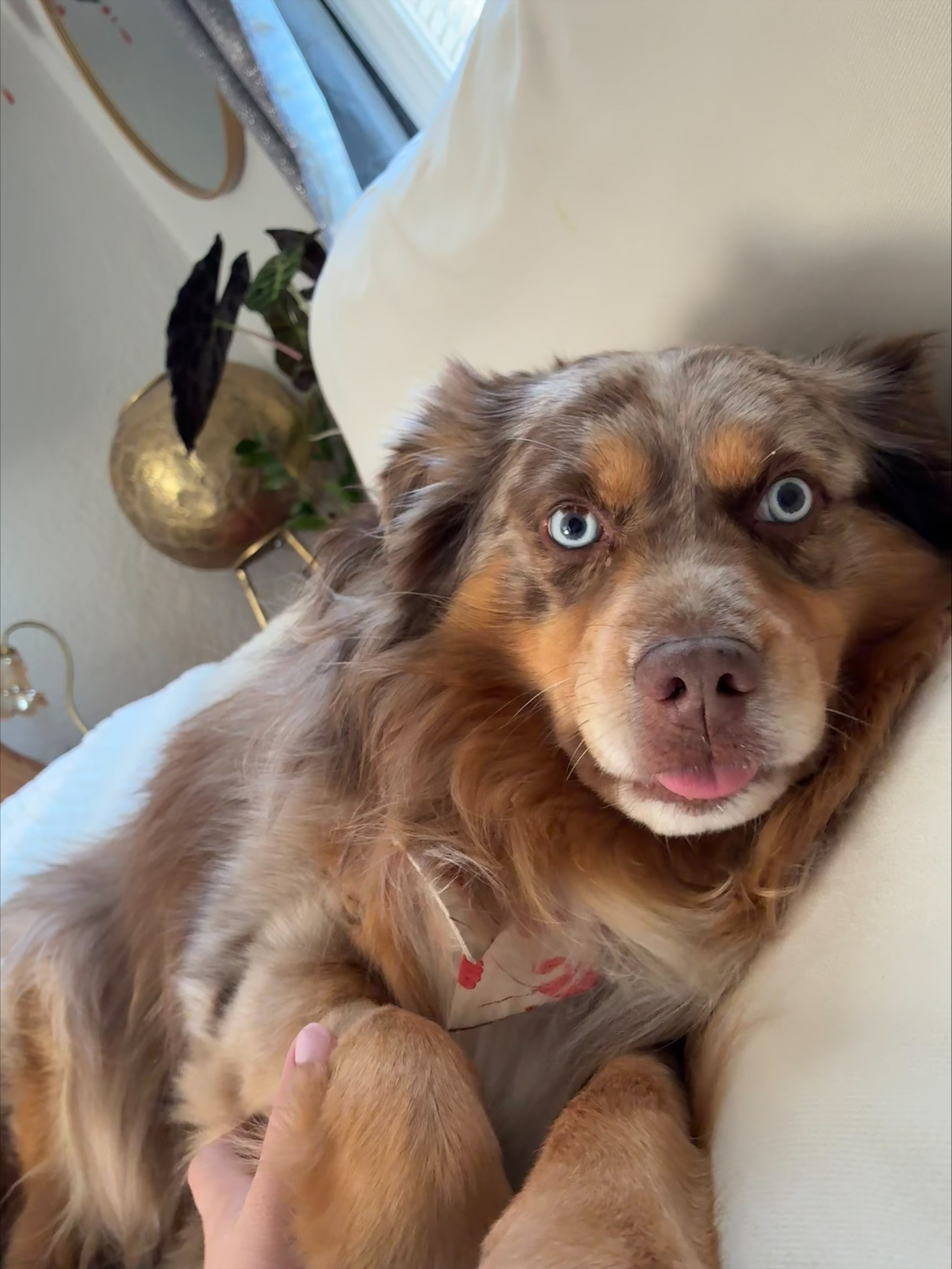 Help Boeing Get Back on His Paws: Double Hip Surgery Fund campaign photo, 7 of 8