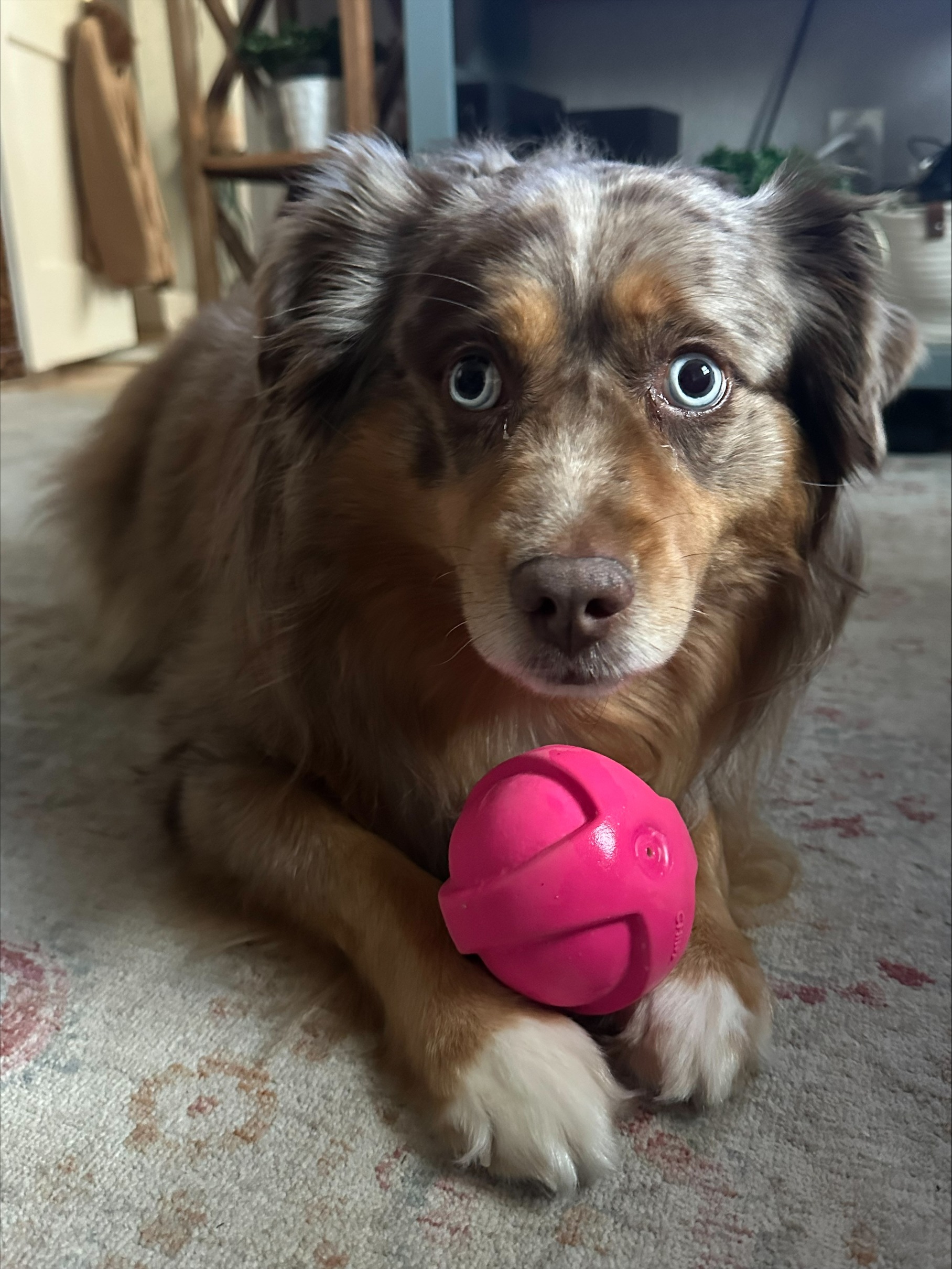 Help Boeing Get Back on His Paws: Double Hip Surgery Fund campaign photo, 2 of 8