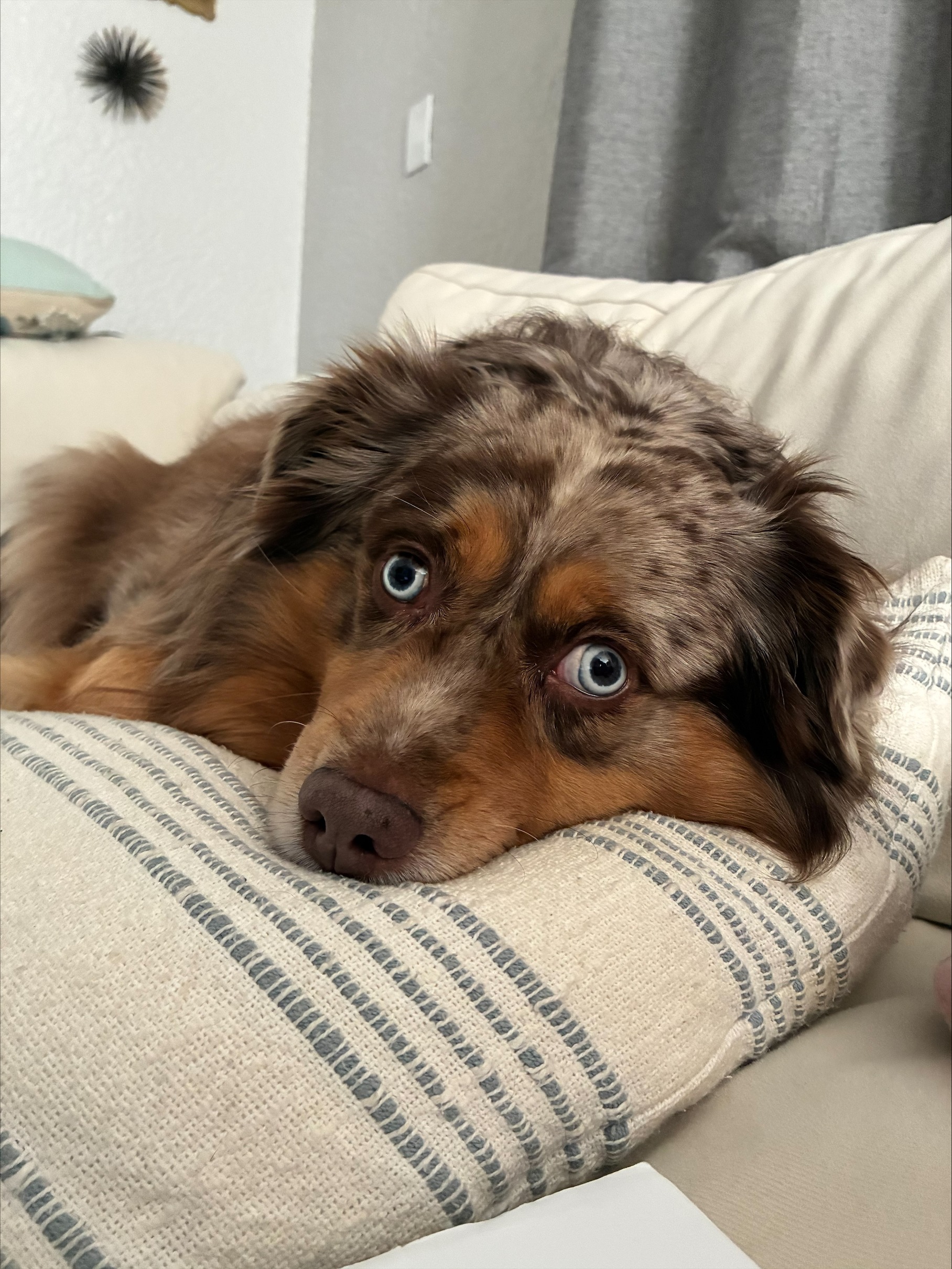 Help Boeing Get Back on His Paws: Double Hip Surgery Fund campaign photo, 4 of 8