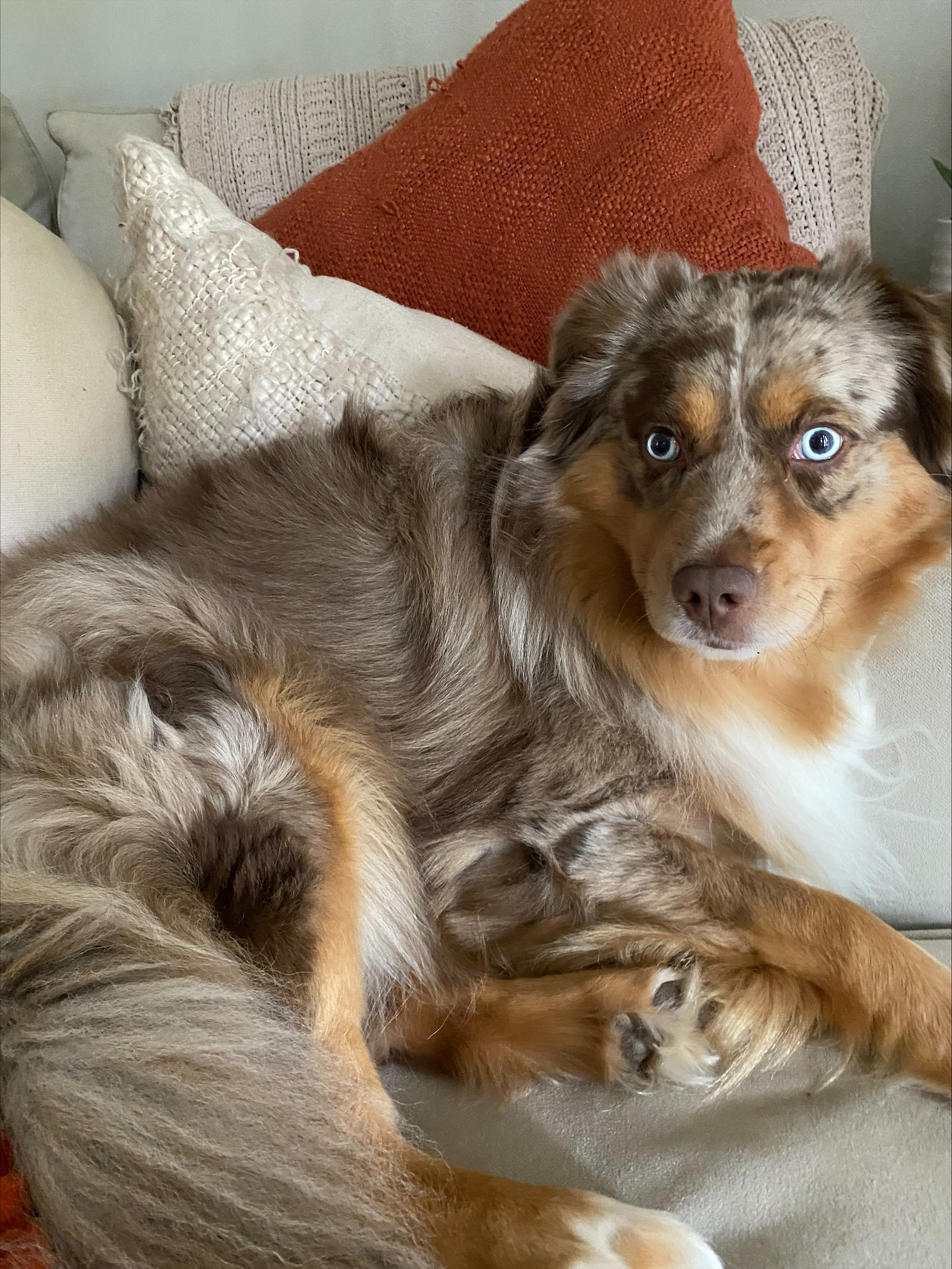Help Boeing Get Back on His Paws: Double Hip Surgery Fund campaign photo, 5 of 8