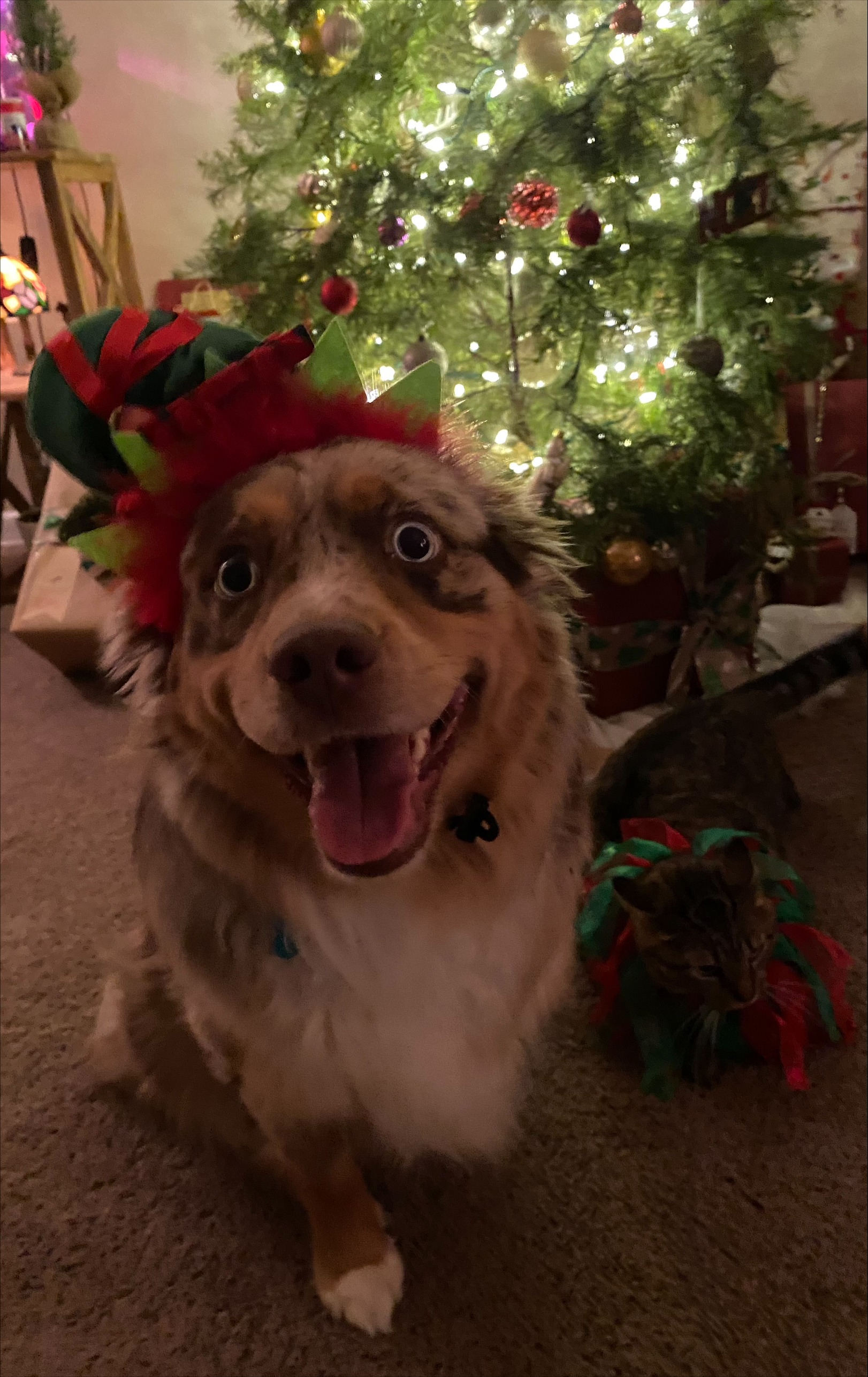 Help Boeing Get Back on His Paws: Double Hip Surgery Fund campaign photo, 6 of 8