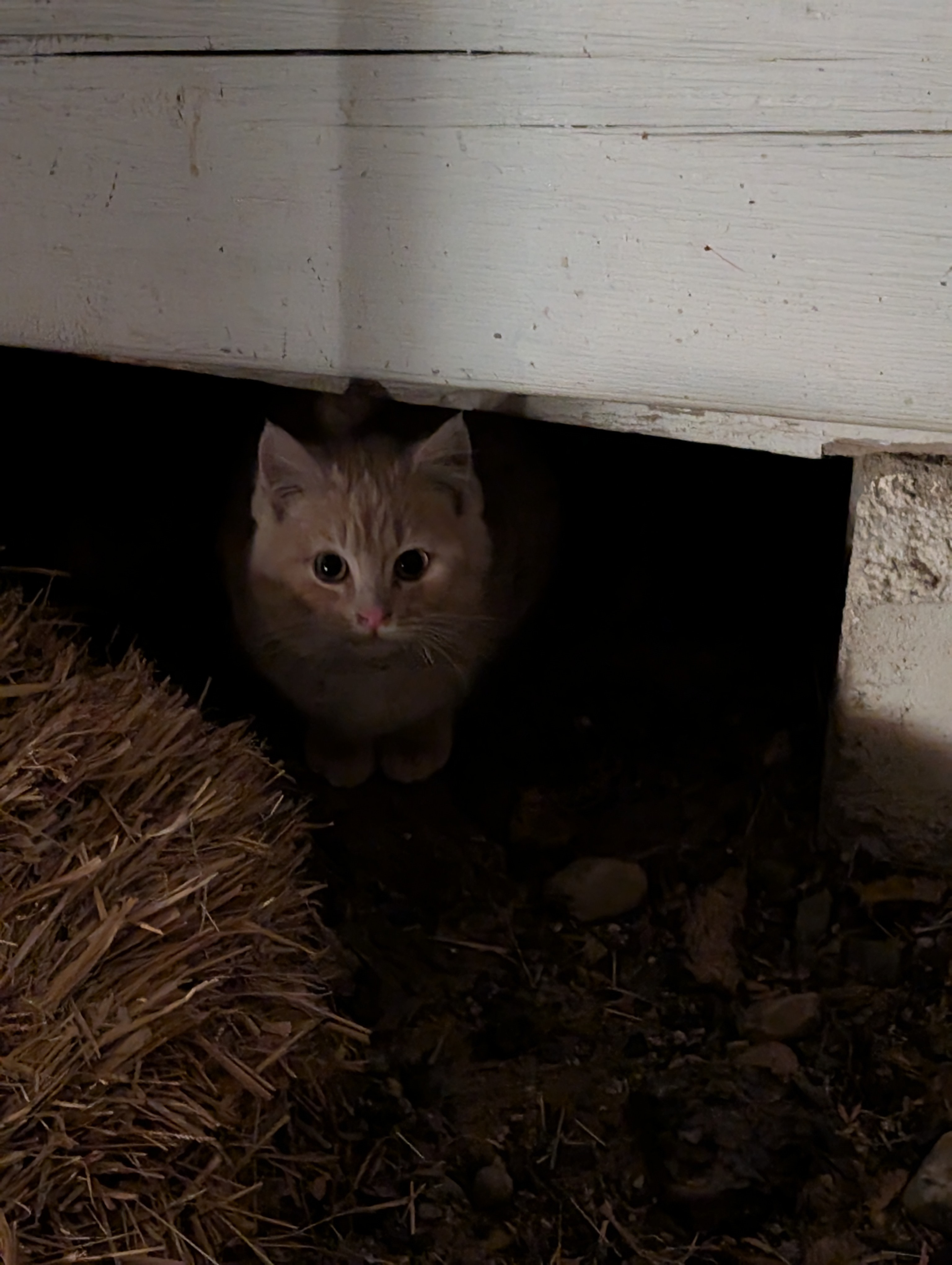 Walker Community Cat Project campaign photo, 6 of 7