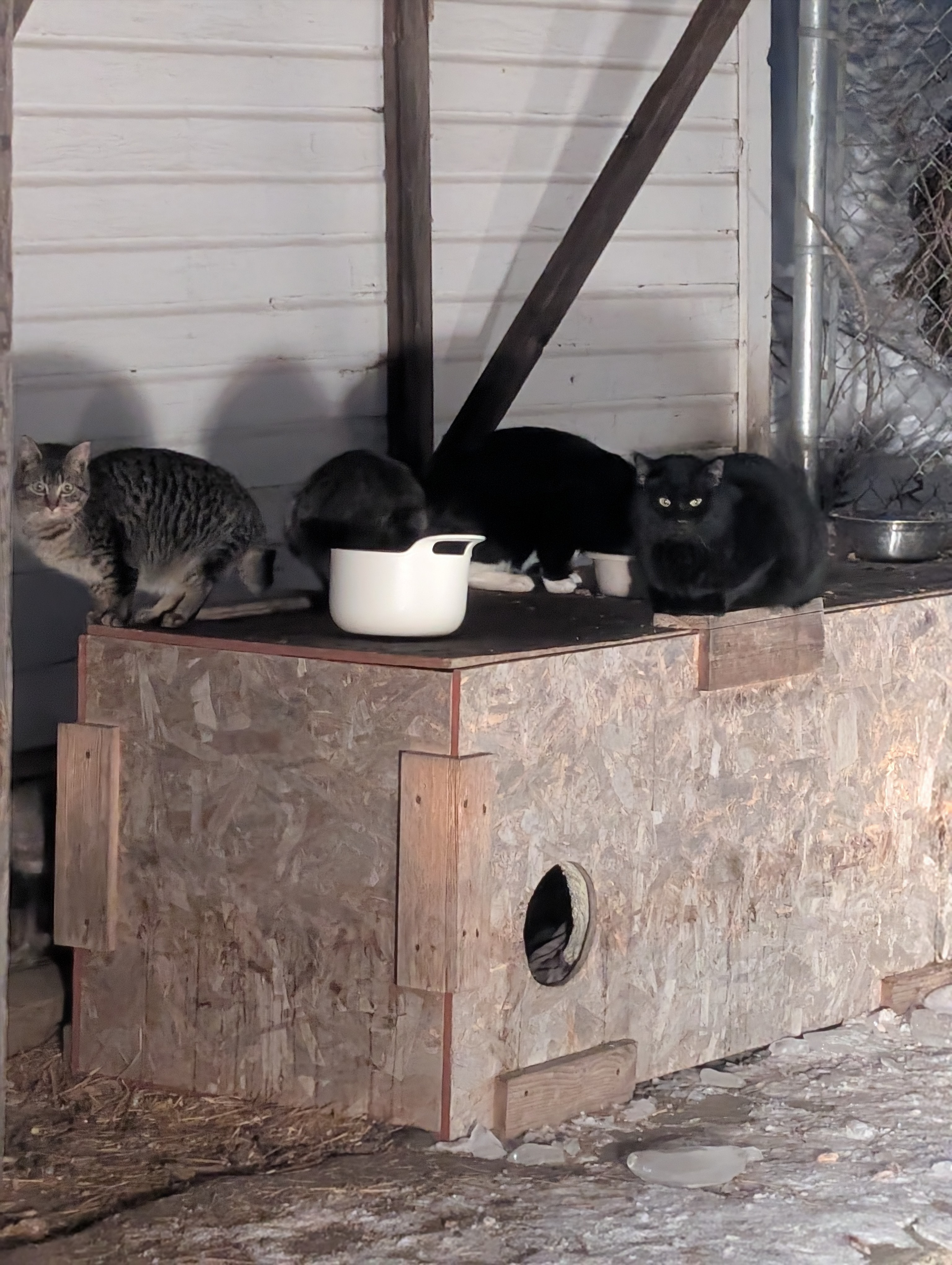 Walker Community Cat Project campaign photo, 2 of 7