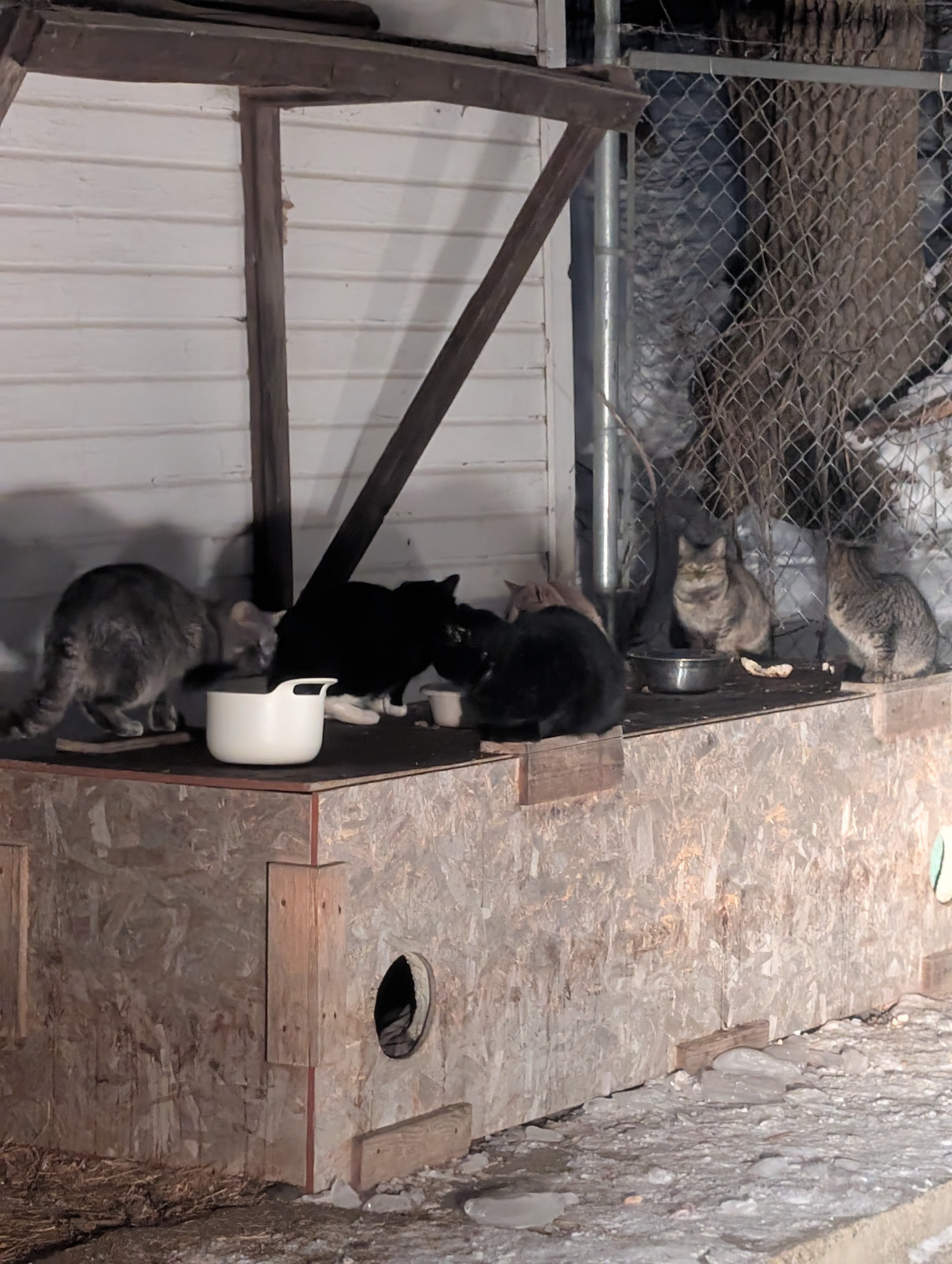 Walker Community Cat Project campaign photo, 4 of 7
