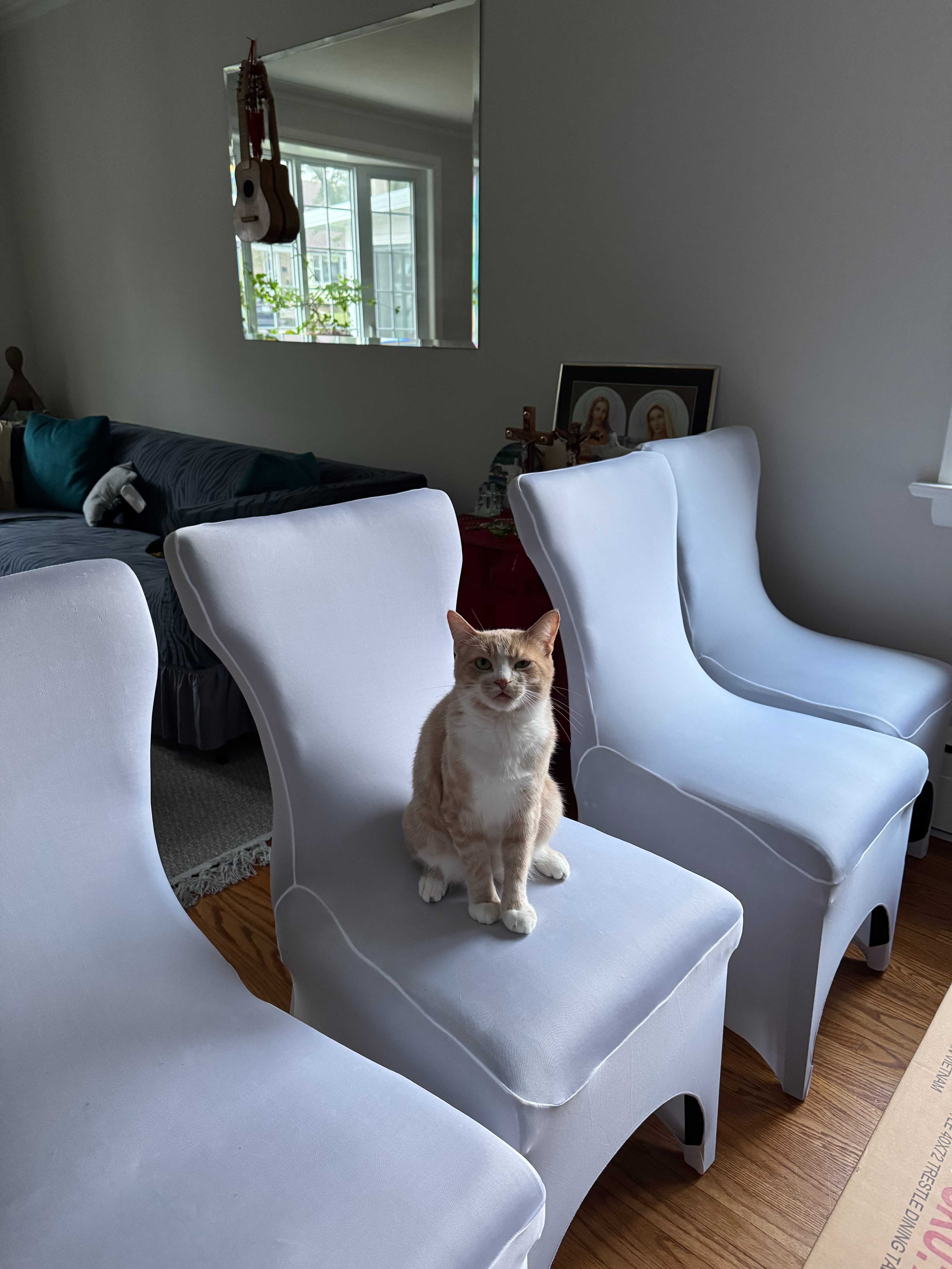Help My Family's Cat Ray With an Emergency Procedure campaign photo, 2 of 7
