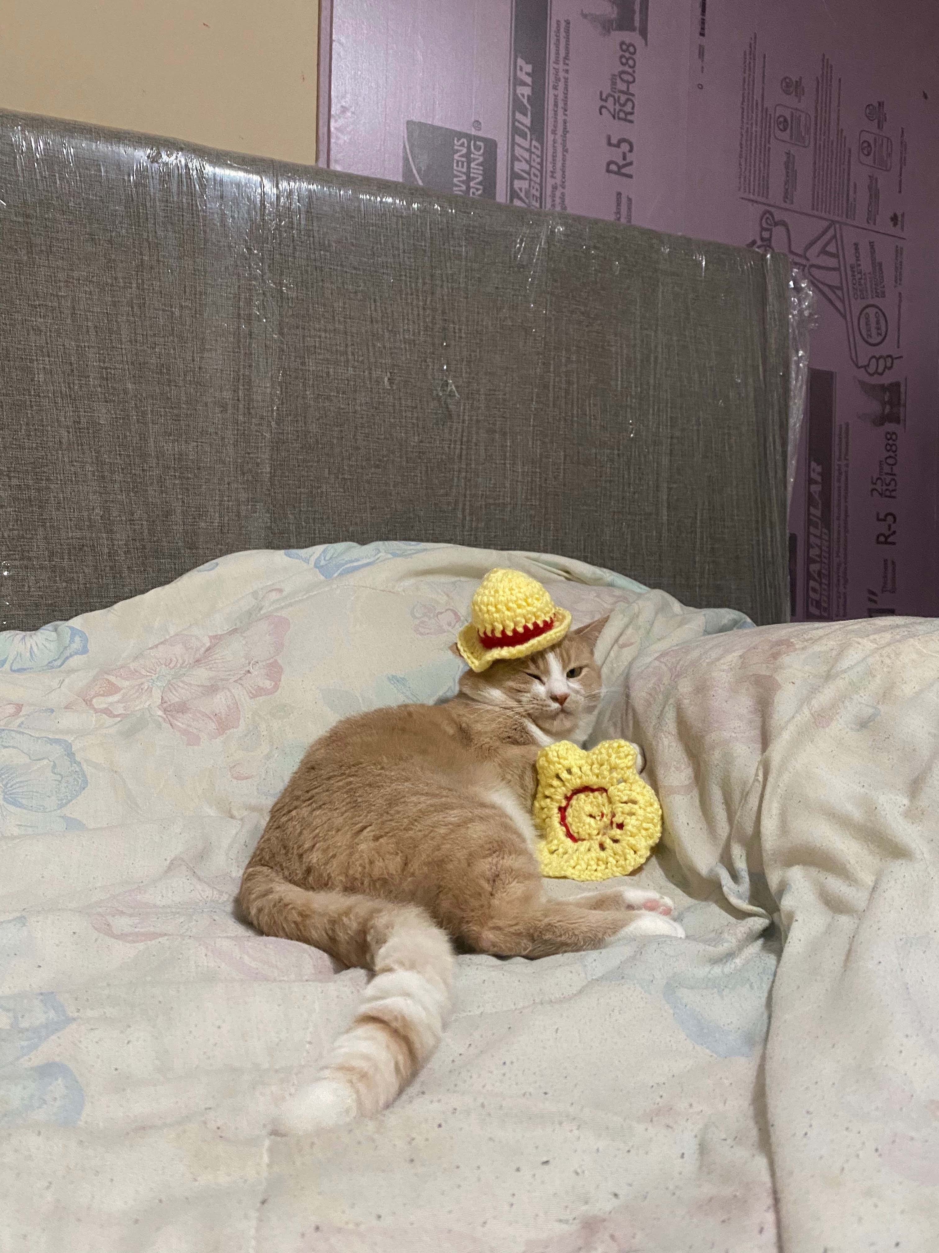 Help My Family's Cat Ray With an Emergency Procedure campaign photo, 5 of 7