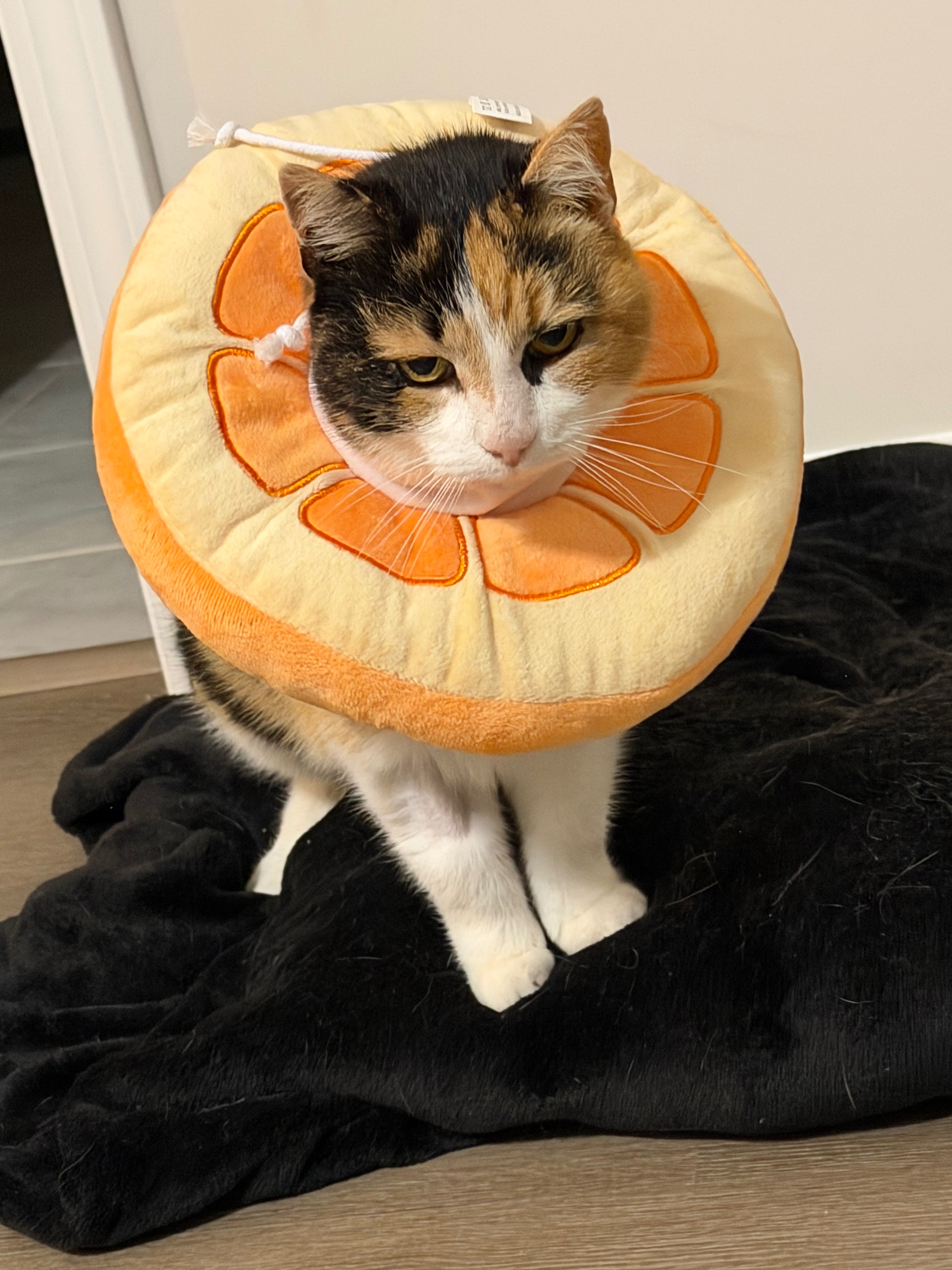 Help pay for BMO’s surgery (: campaign photo, 7 of 7