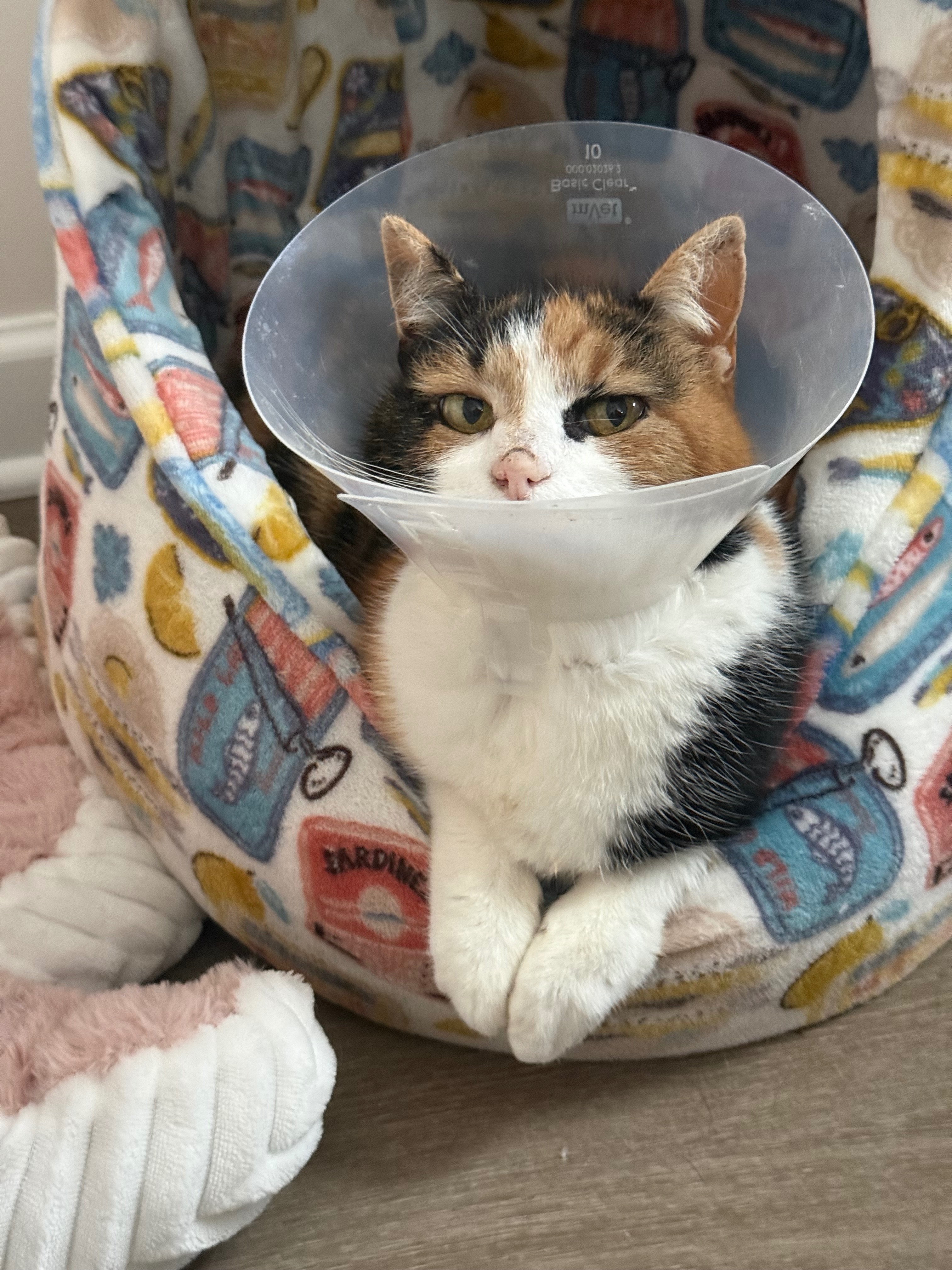 Help pay for BMO’s surgery (: campaign photo, 6 of 7