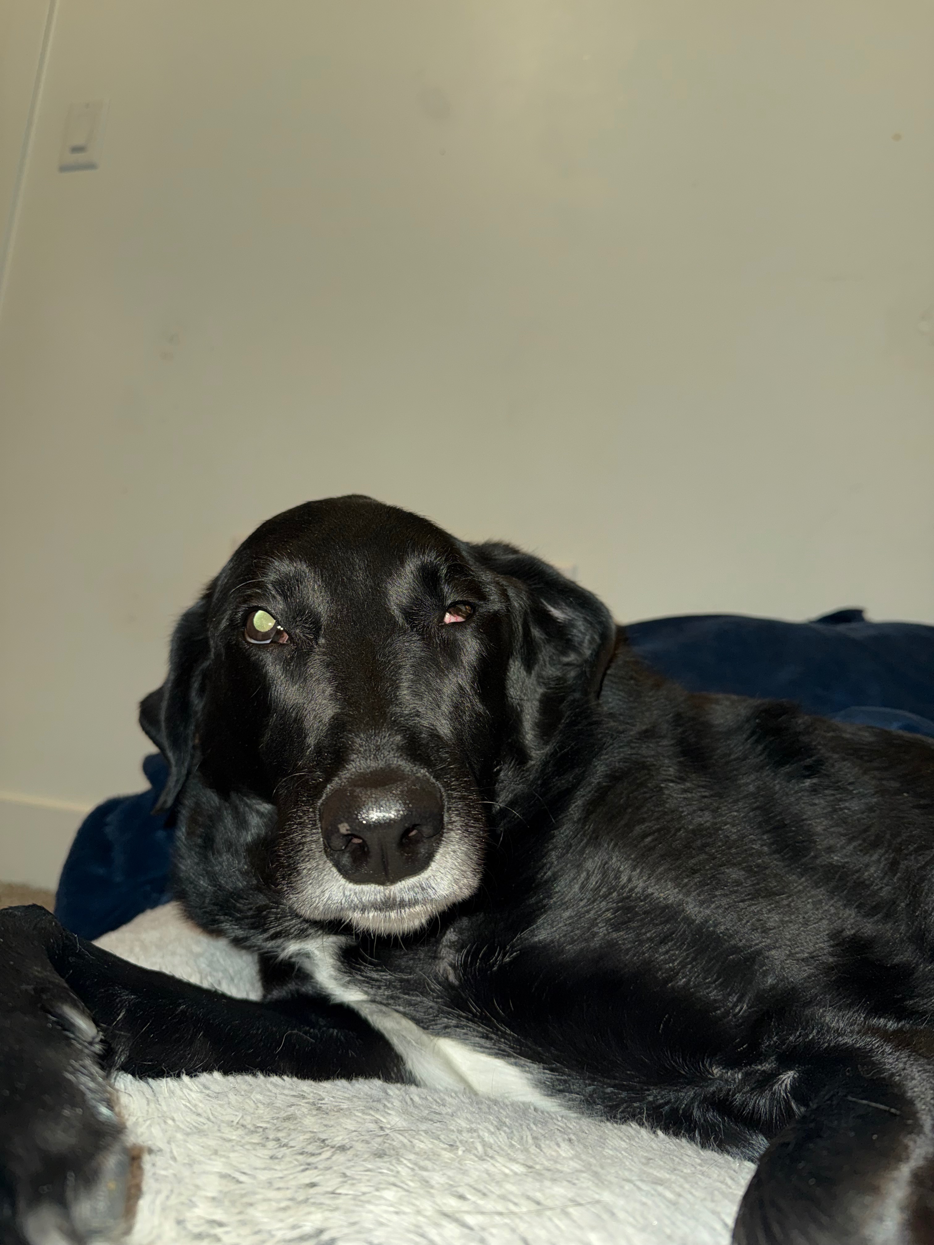 Care for Cooper’s MRI and Healing campaign photo, 4 of 5
