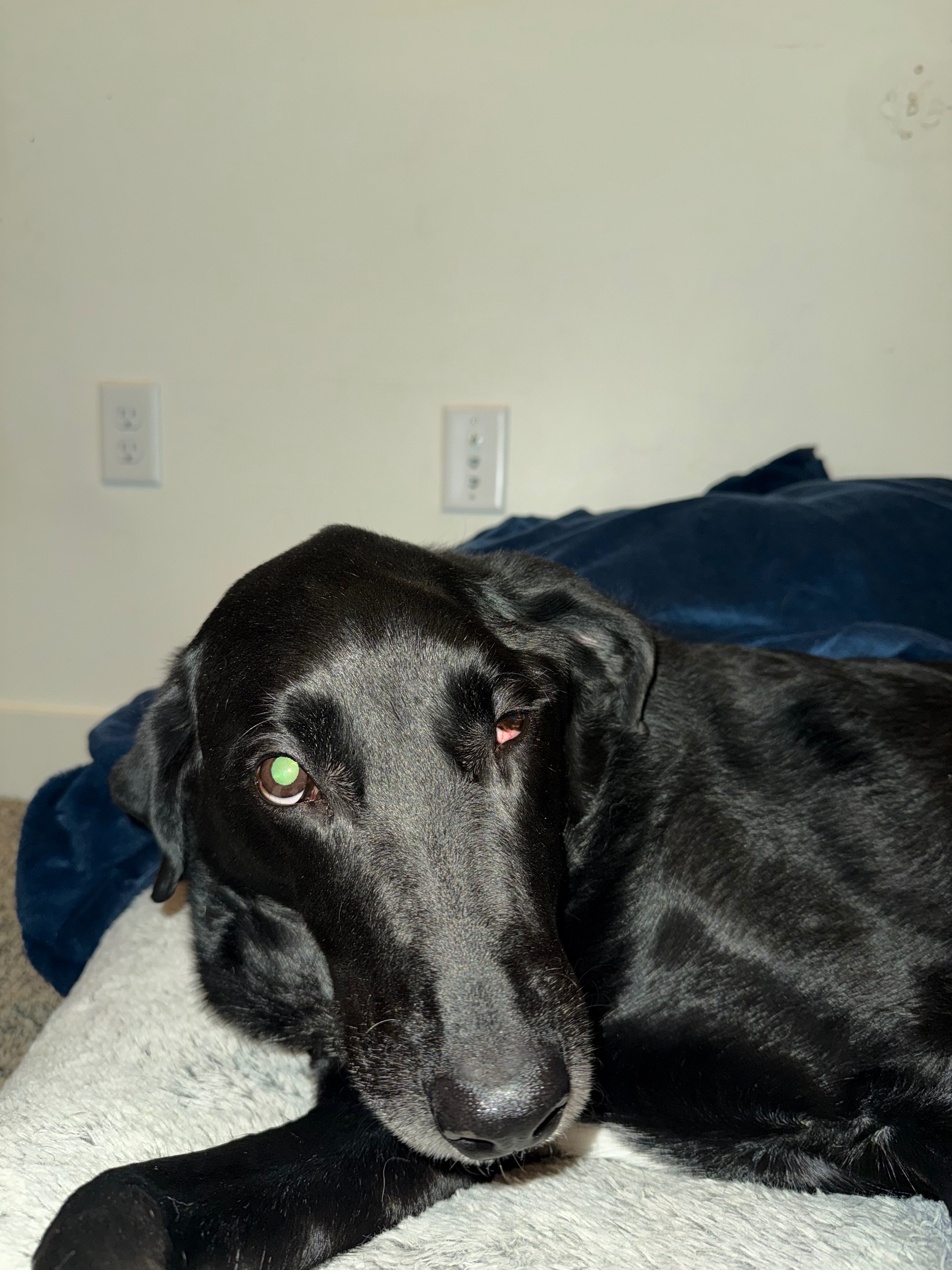 Care for Cooper’s MRI and Healing campaign photo, 2 of 5