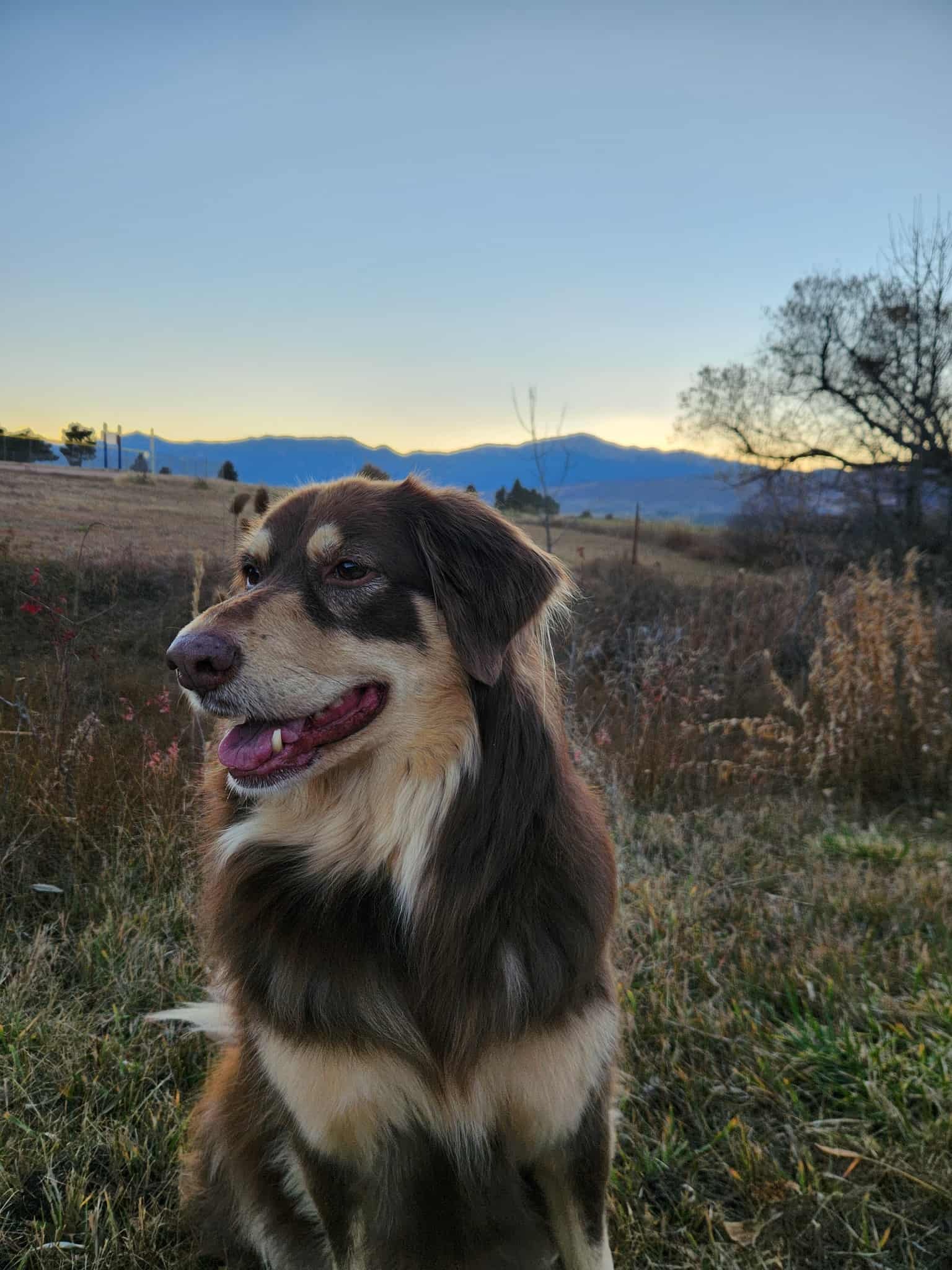 Help Nala Recover from ICU Emergency campaign photo, 2 of 8