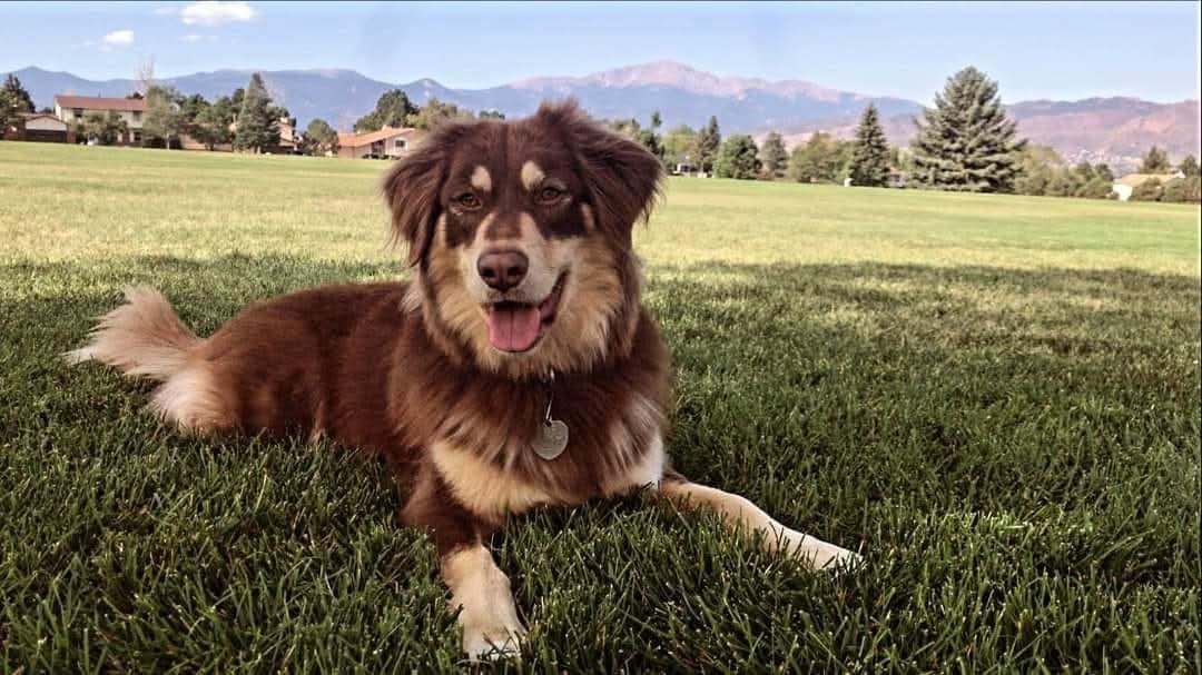 Help Nala Recover from ICU Emergency campaign photo, 7 of 8