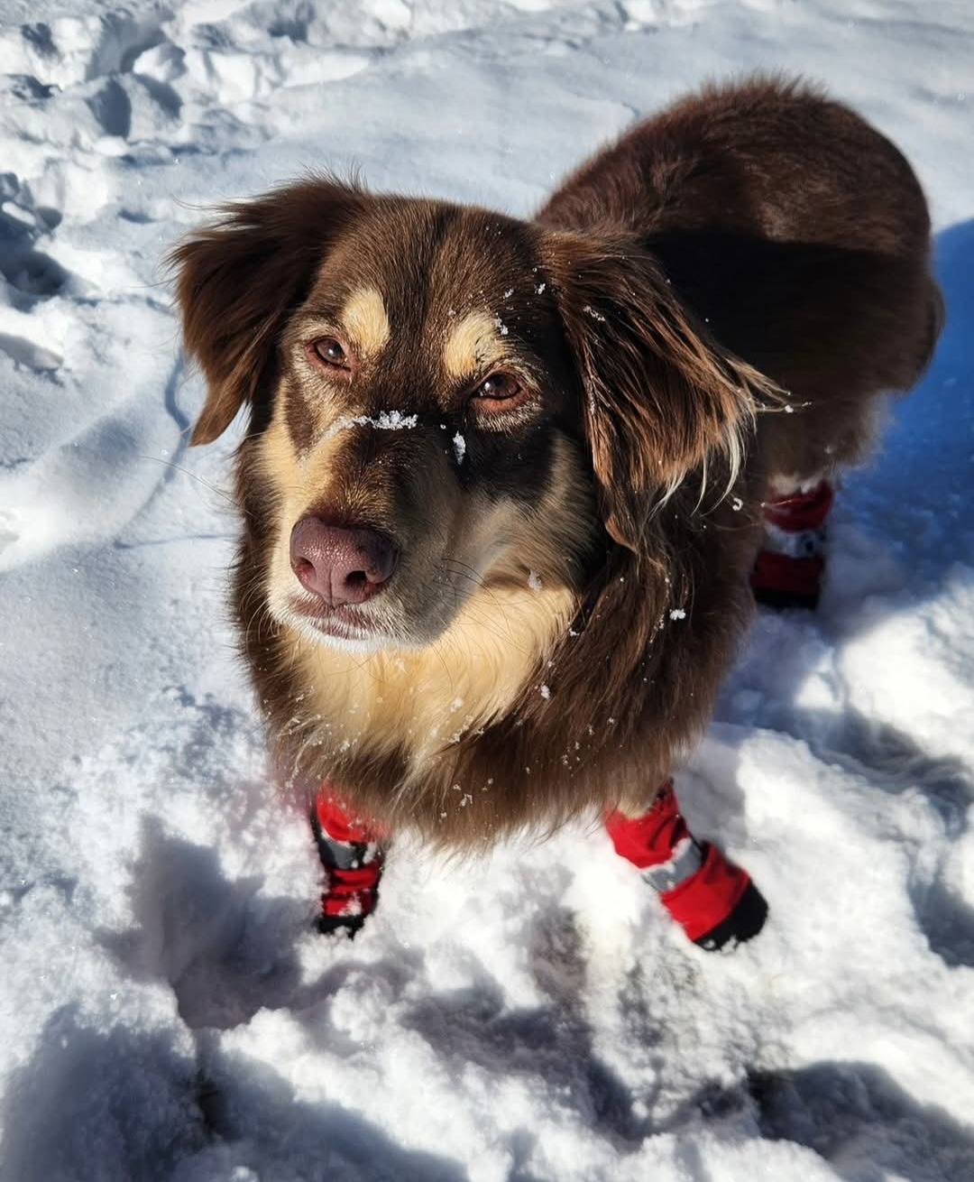 Help Nala Recover from ICU Emergency campaign photo, 4 of 8