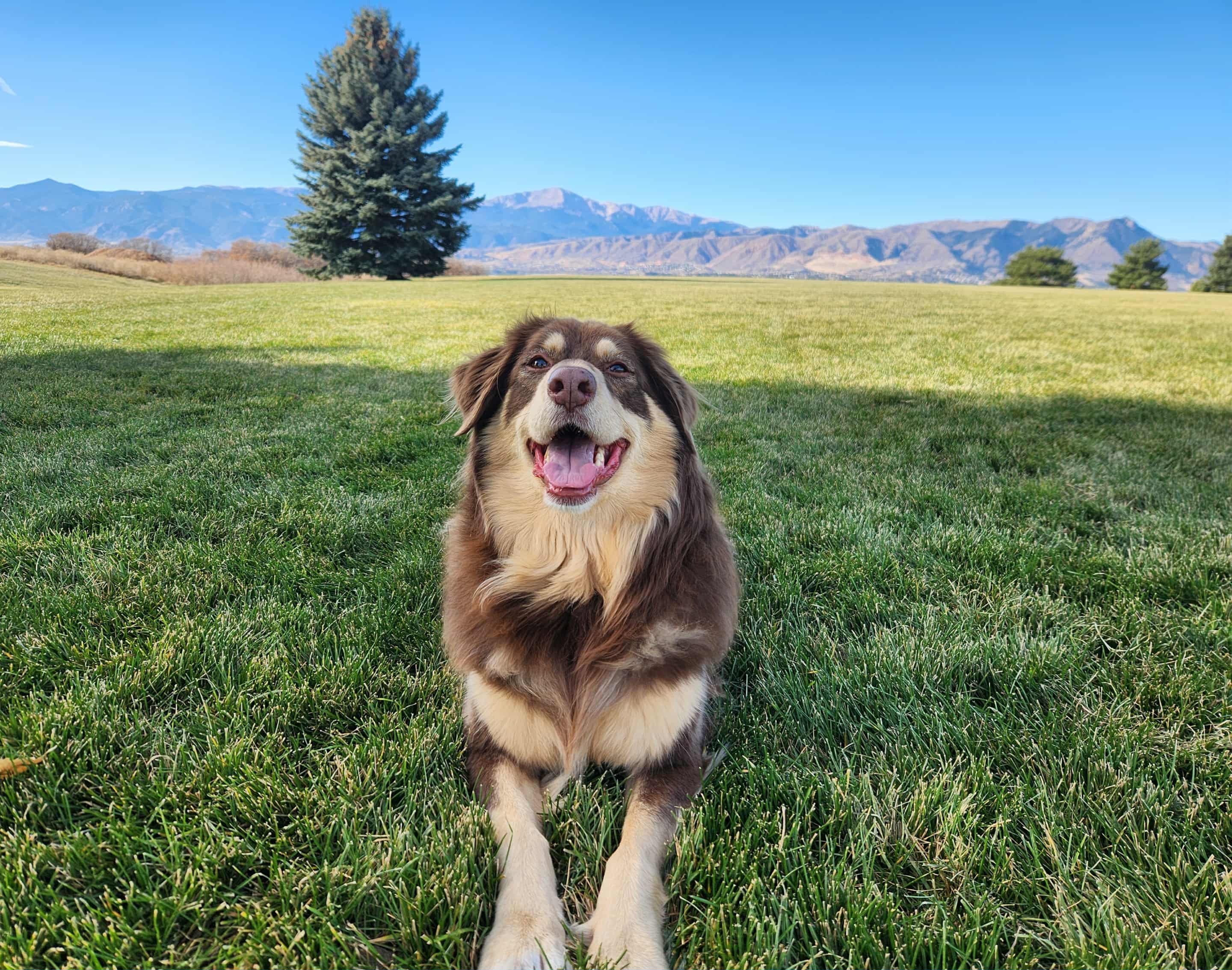 Help Nala Recover from ICU Emergency campaign photo, 5 of 8