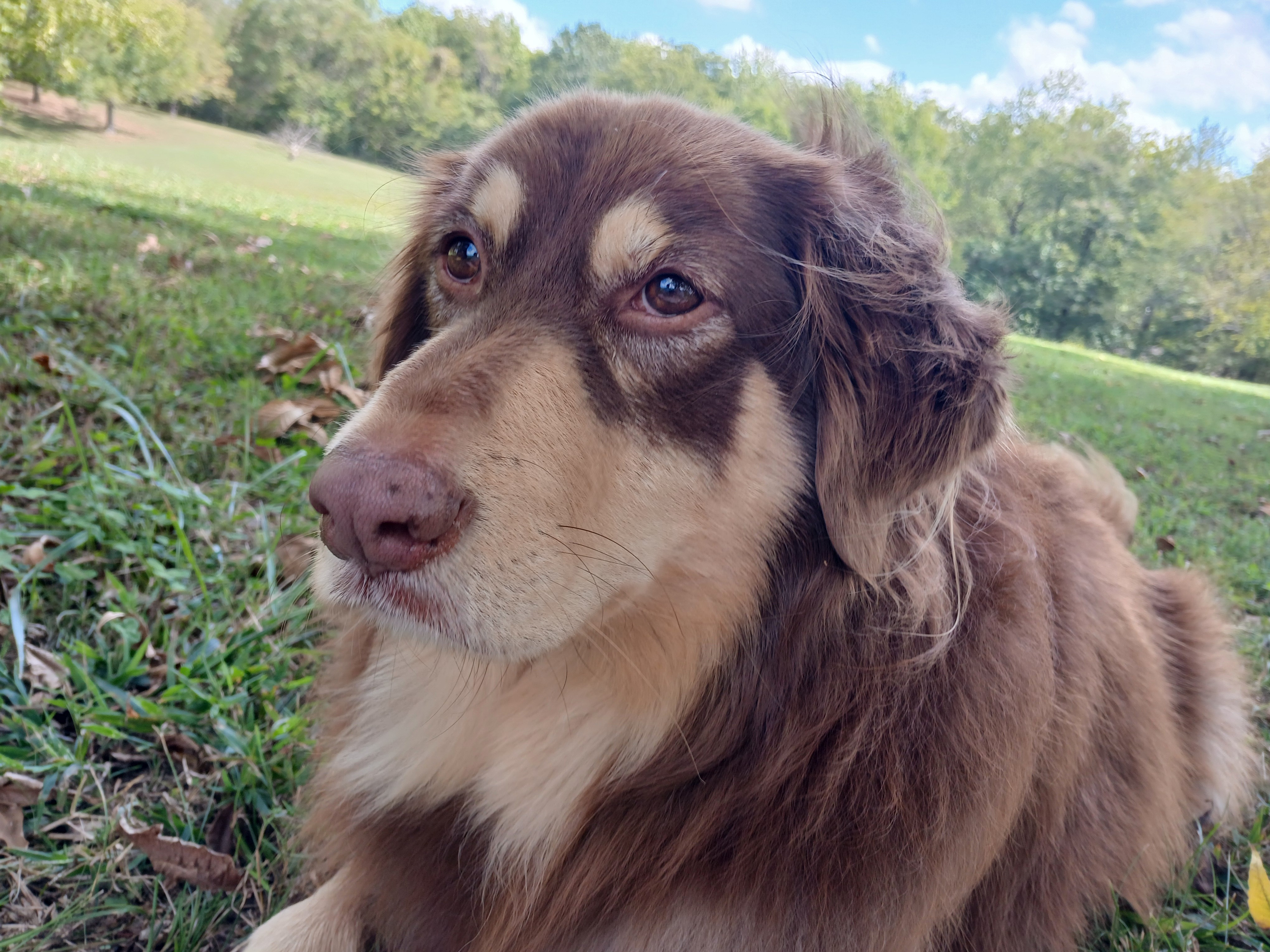 Help Nala Recover from ICU Emergency campaign photo, 6 of 8