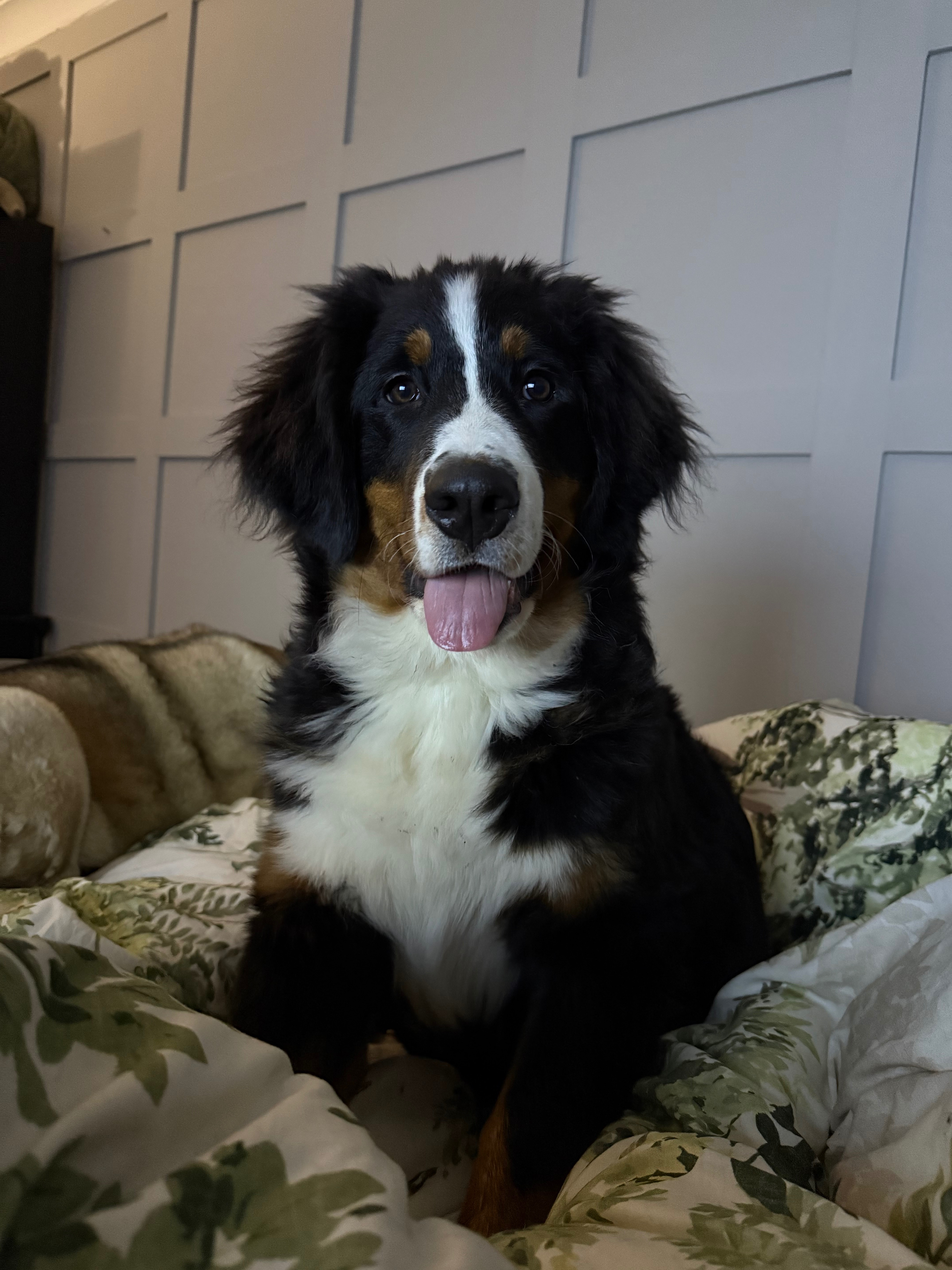 Donate to help 7 month old Shelby walk without being in pain campaign photo, 4 of 8