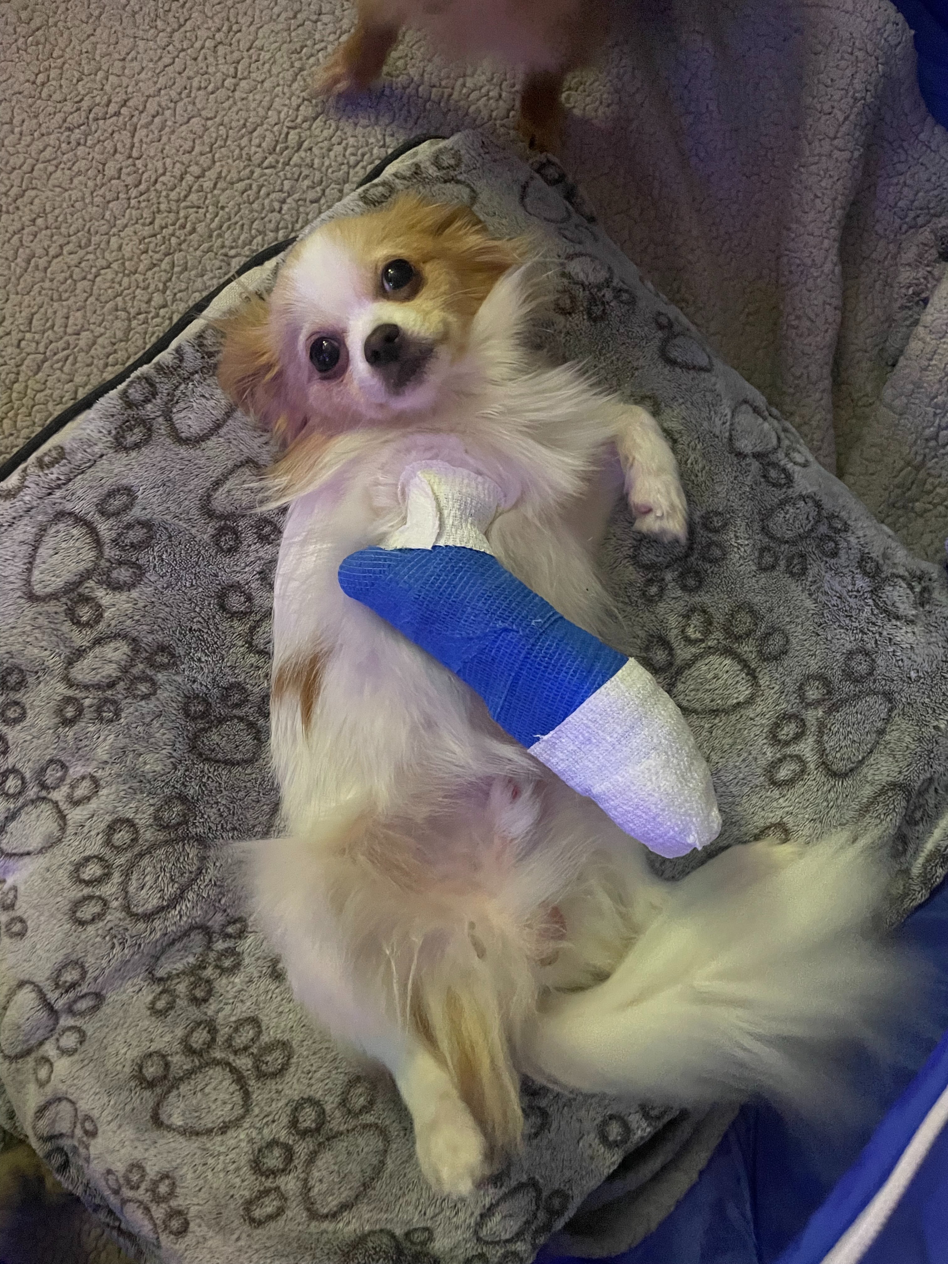 Help Morty Heal: Emergency Surgery After a Broken Arm campaign photo, 2 of 4