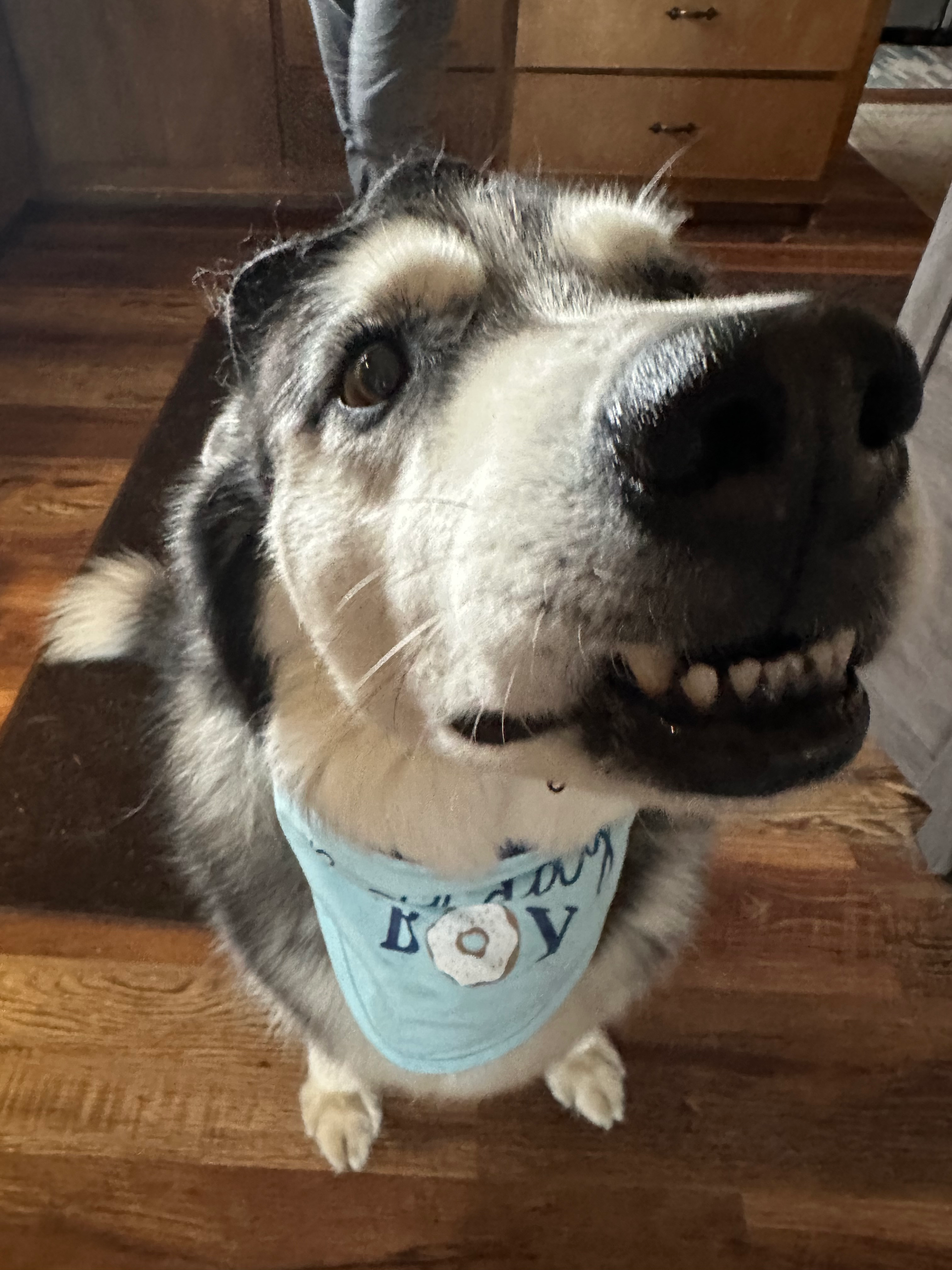 Help Lander Recover from Pancreatitis campaign photo, 5 of 8