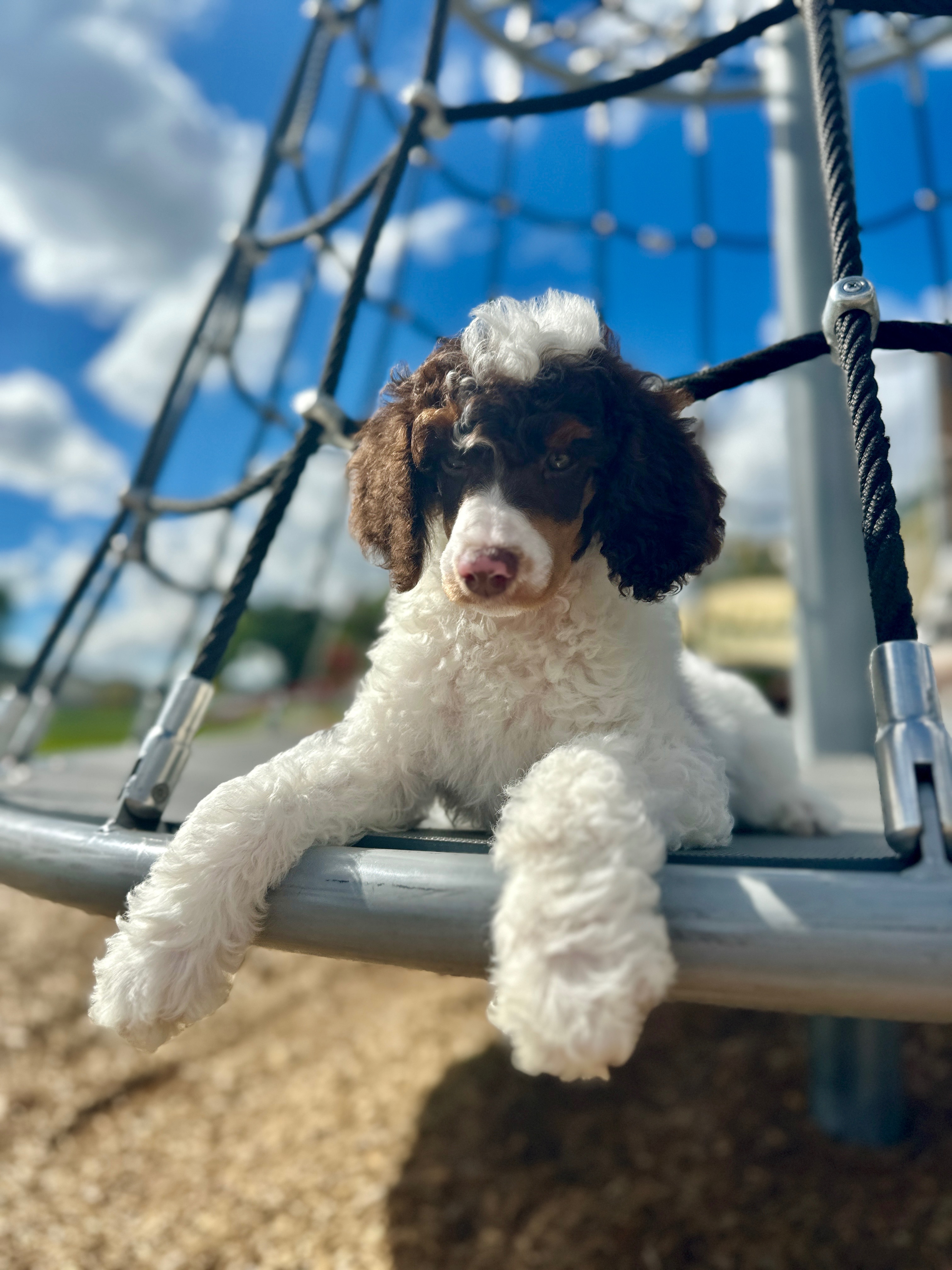 Help Us Empower Emmy with an Autism Service Dog campaign photo, 2 of 4