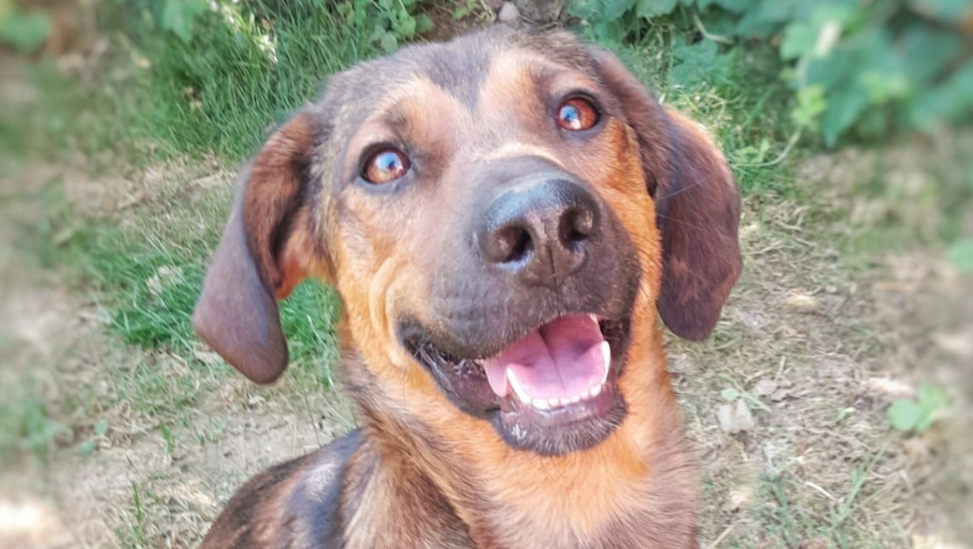 Serbian Dogs Rescue Fund