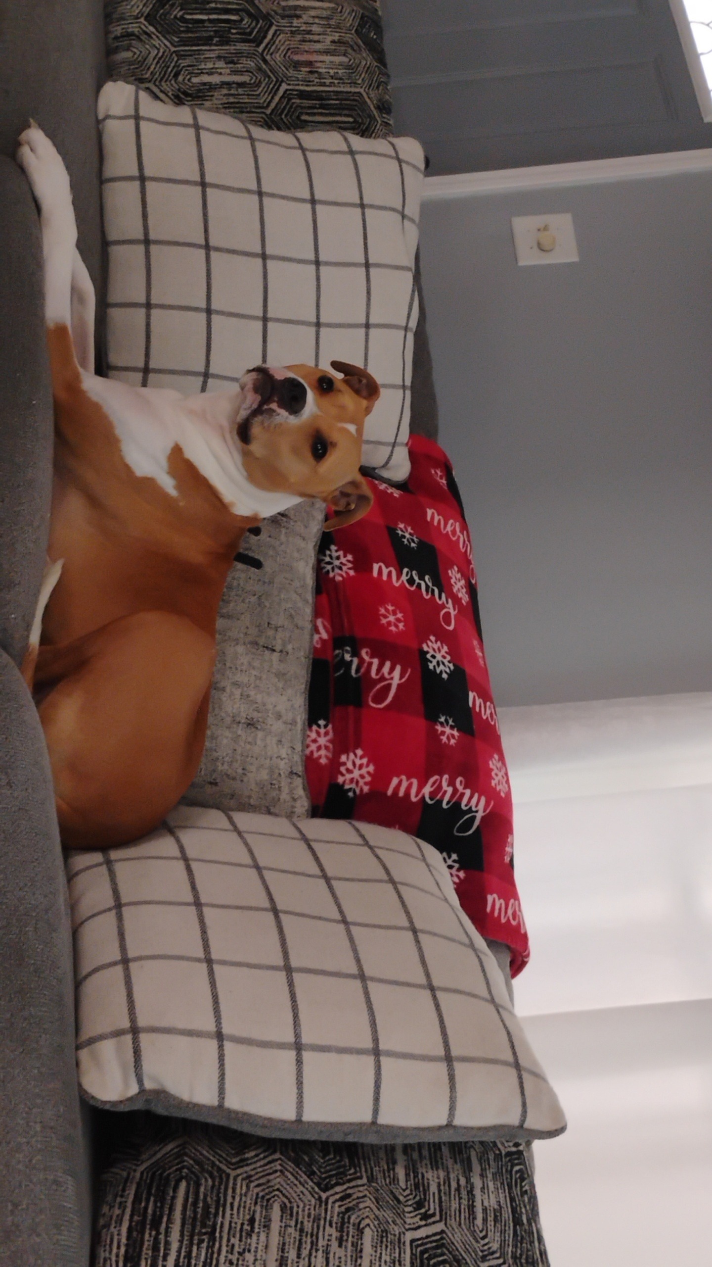 Urgent Help Needed for Our Dog's Addison's Treatment campaign photo, 5 of 6