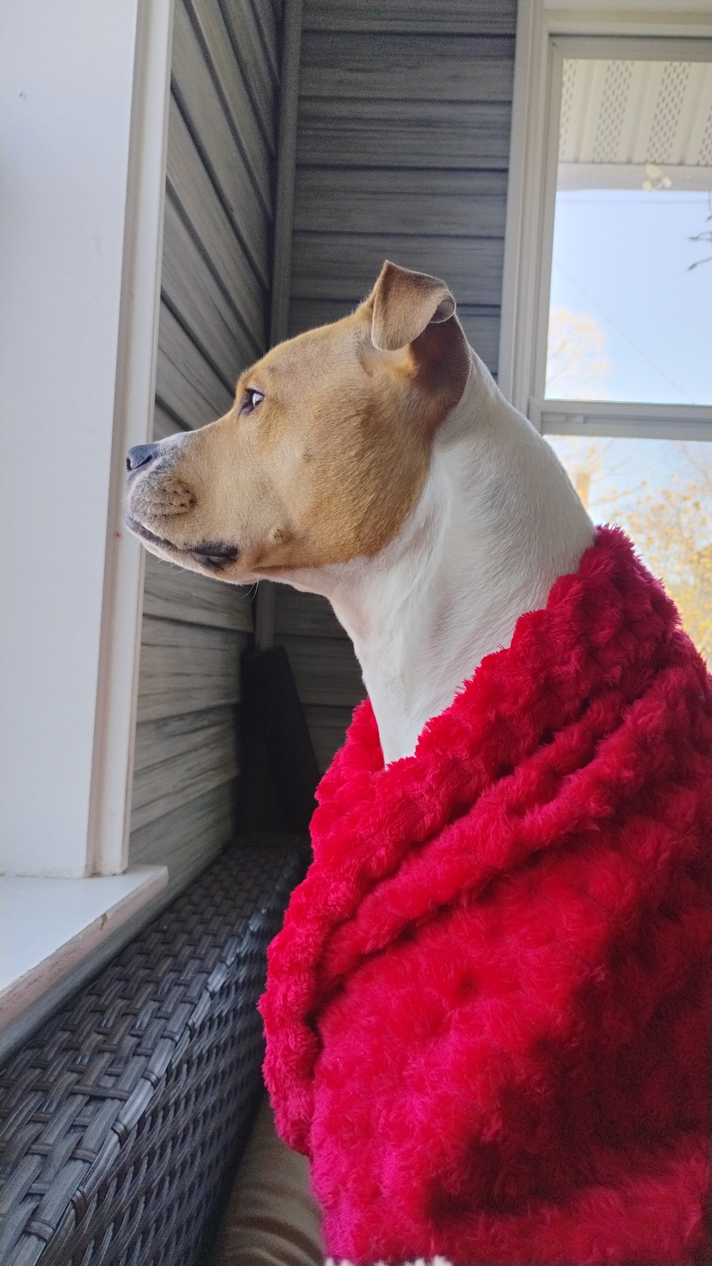 Urgent Help Needed for Our Dog's Addison's Treatment campaign photo, 2 of 6