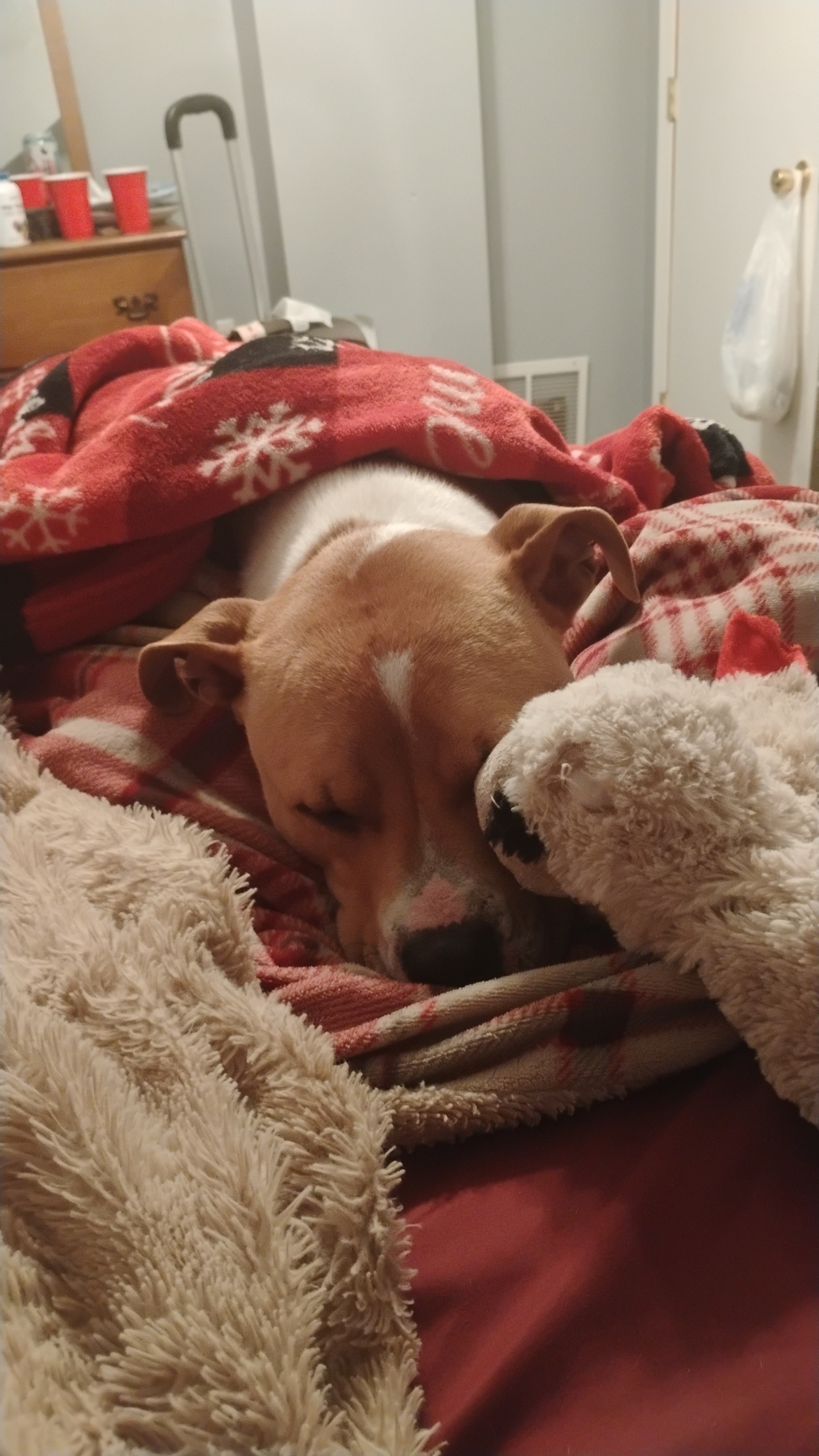 Urgent Help Needed for Our Dog's Addison's Treatment campaign photo, 4 of 6