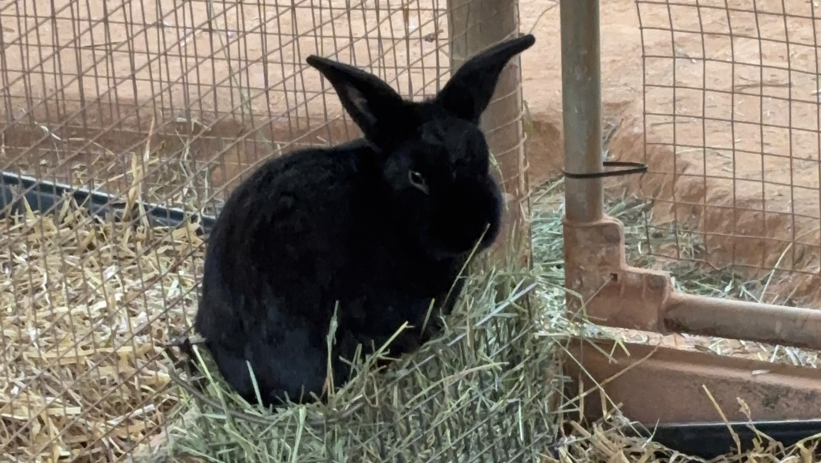 Fundraiser by Rabbit Sanctuary : Please Help Protect Our Rabbits!